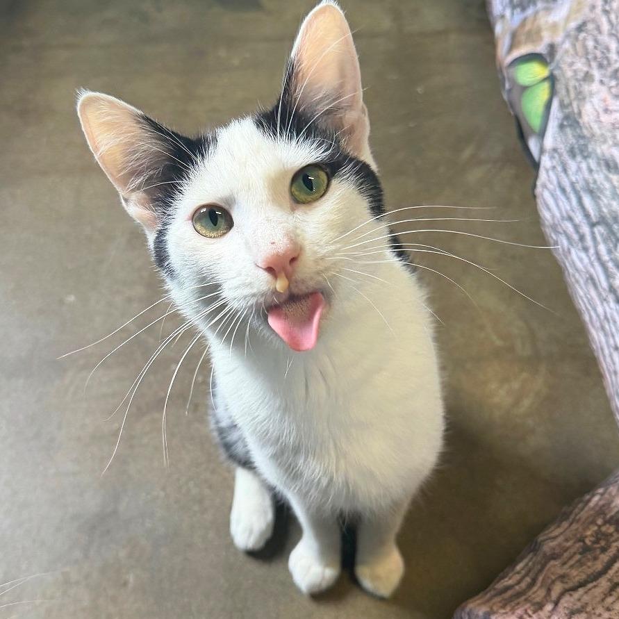 Shucks, a Adoptable Domestic Short Hair in Edwardsville, IL image 5/6
