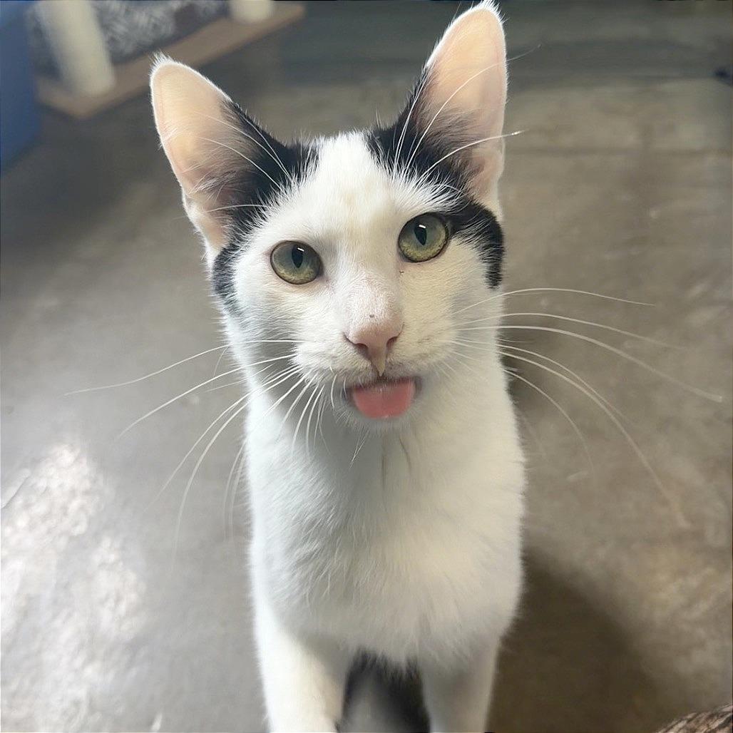 Shucks, a Adoptable Domestic Short Hair in Edwardsville, IL image 6/6