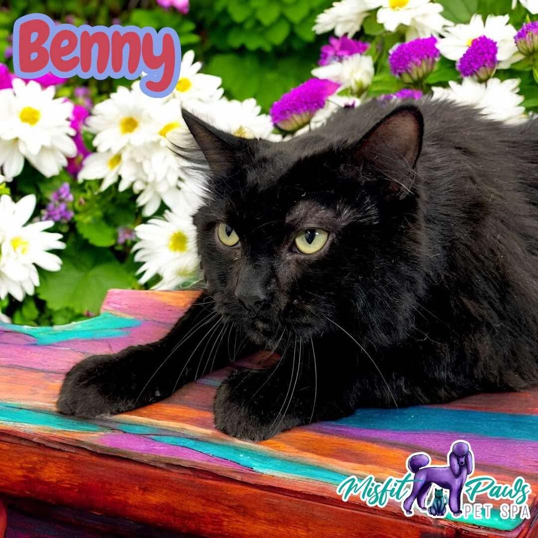 Benny, Adoptable, Adult Male Domestic Short Hair.