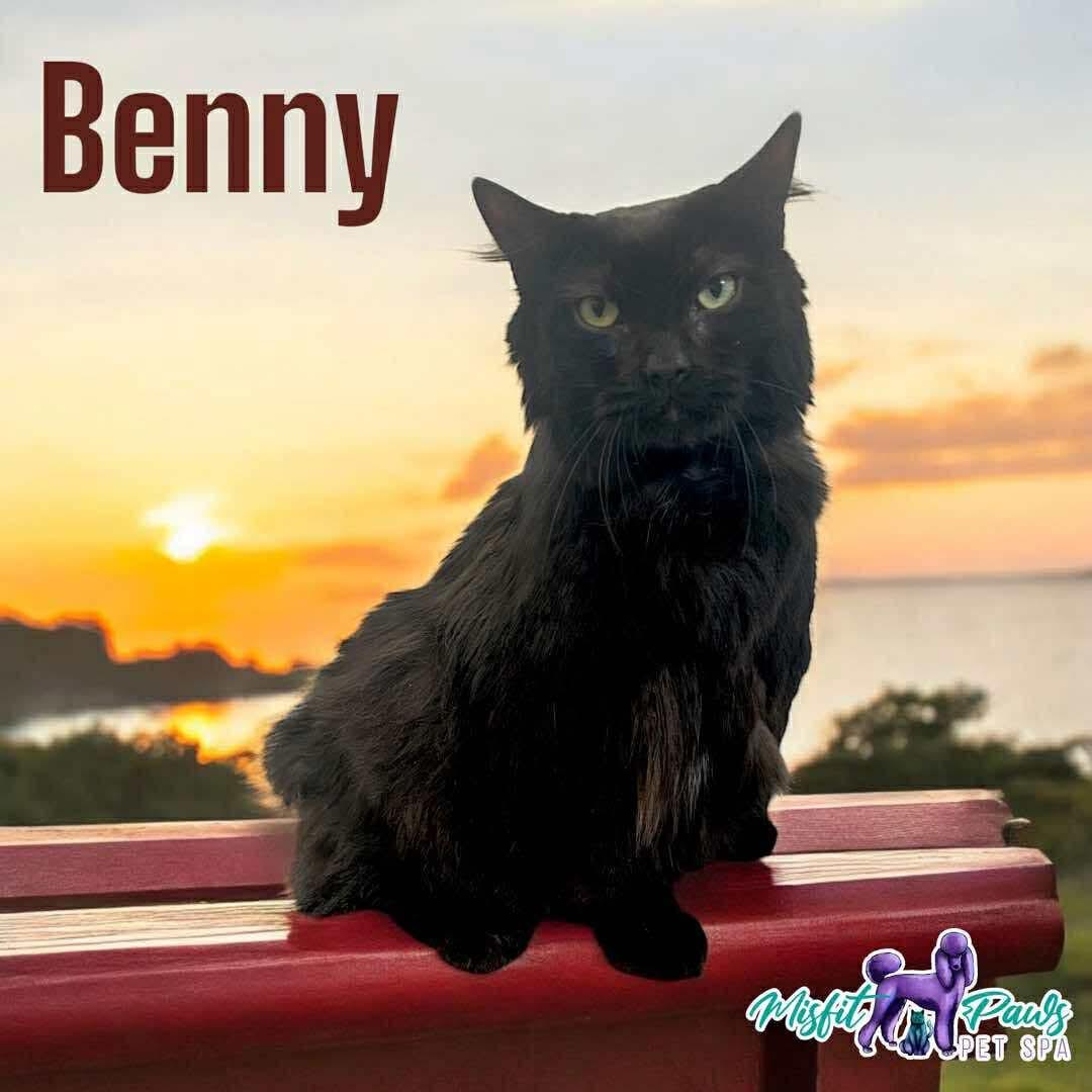 Benny, a Adoptable Domestic Short Hair in Manchester, CT image 2/3