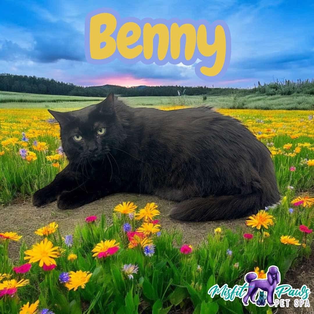 Benny, a Adoptable Domestic Short Hair in Manchester, CT image 3/3