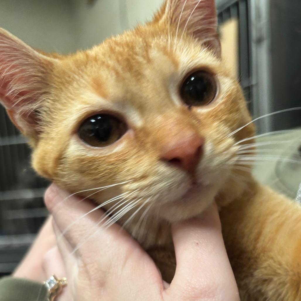 Duncan 13C26, Adoptable, Young Male Domestic Short Hair & Domestic Short Hair.