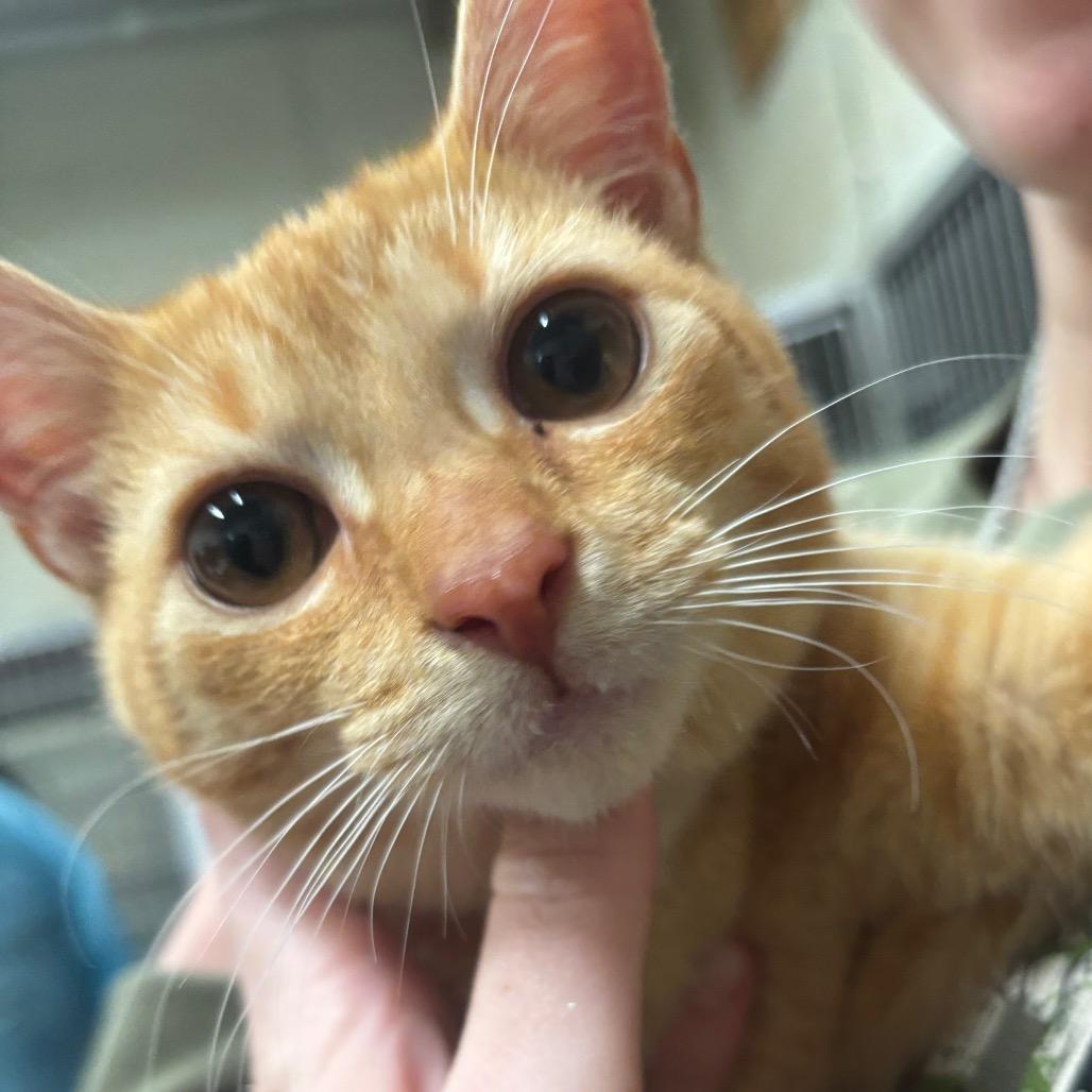 Enlarge Duncan 13C26, a Adoptable mixed breed in Napoleon, OH image 2/6