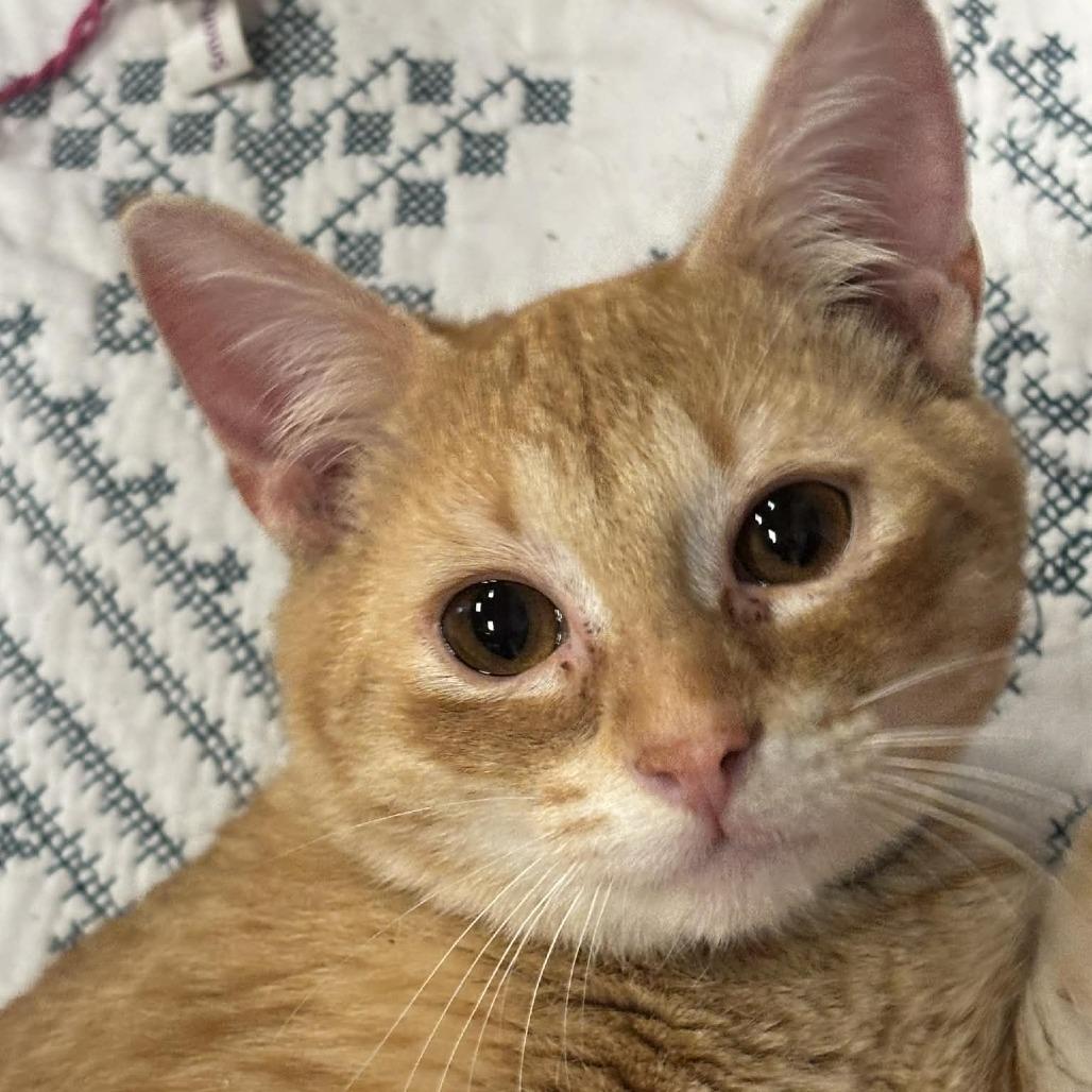 Enlarge Duncan 13C26, a Adoptable mixed breed in Napoleon, OH image 3/6