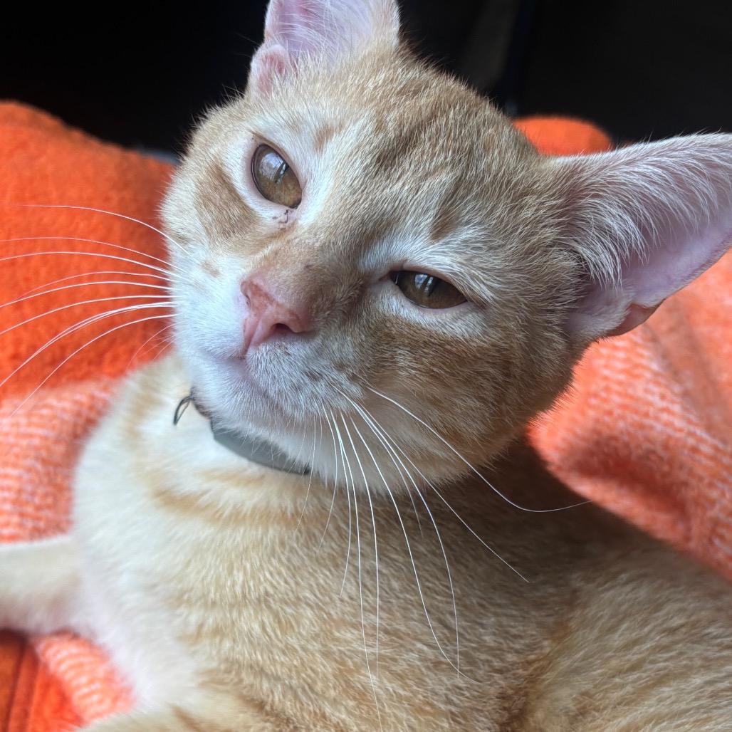 Enlarge Duncan 13C26, a Adoptable mixed breed in Napoleon, OH image 4/6