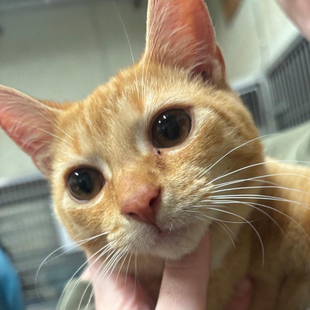 Enlarge Duncan 13C26, a Adoptable mixed breed in Napoleon, OH image 5/6