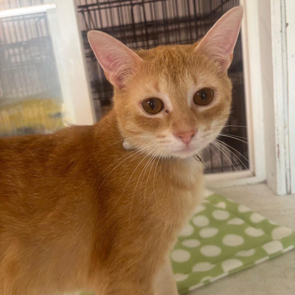 Duncan 13C26, a Adoptable mixed breed in Napoleon, OH image 5/6