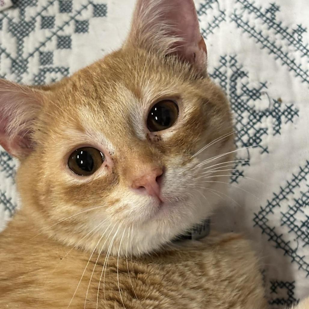 Enlarge Duncan 13C26, a Adoptable mixed breed in Napoleon, OH image 6/6