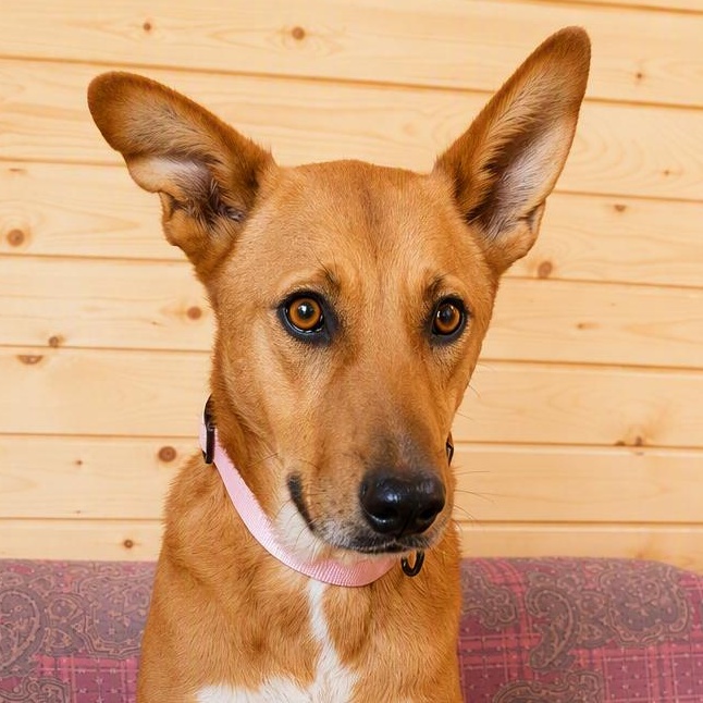 Ms. Lovely Tarcin, Adoptable, Adult Female Carolina Dog & German Shepherd Dog.