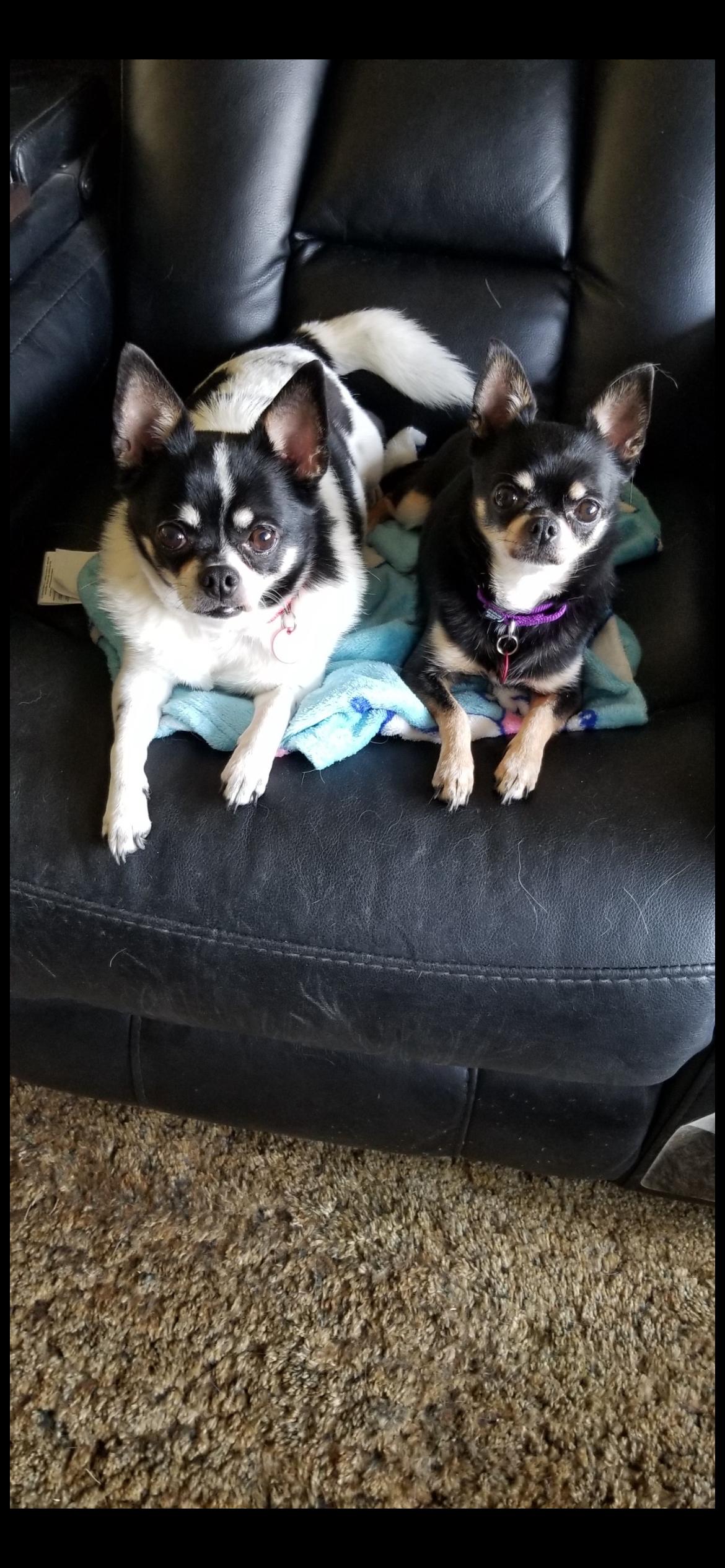 Enlarge Milo and Oliver , an adopted mixed breed in Saint Louis, MO image 2/4