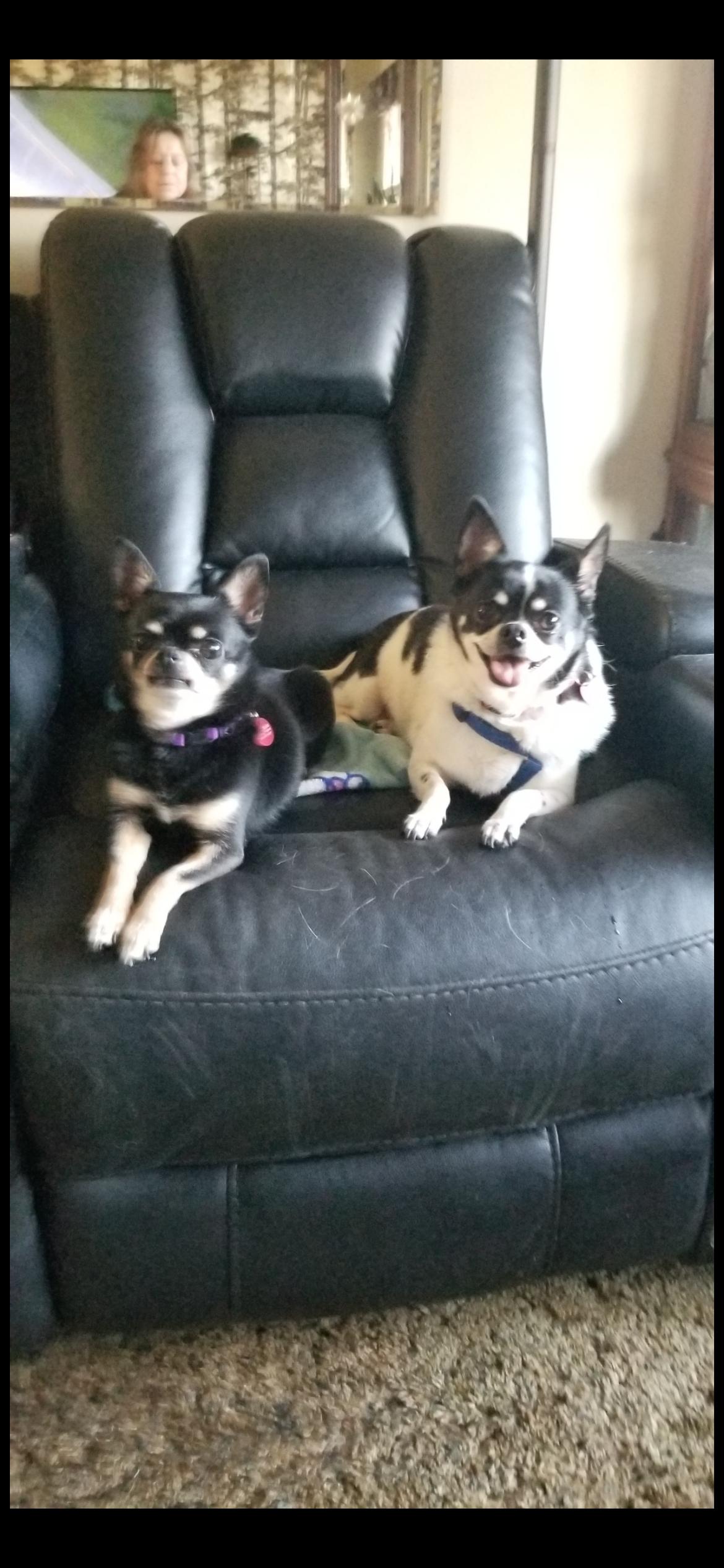 Enlarge Milo and Oliver , an adopted mixed breed in Saint Louis, MO image 3/4