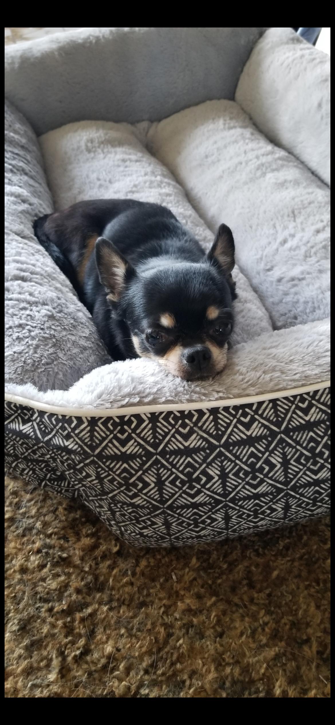 Enlarge Milo and Oliver , an adopted mixed breed in Saint Louis, MO image 4/4