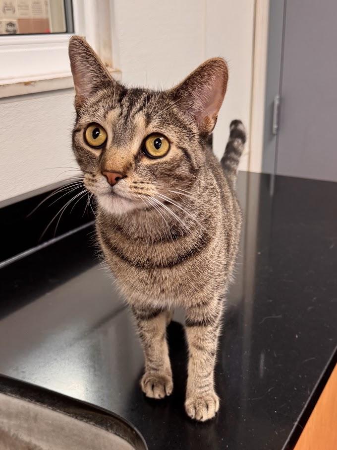 Mario, a Adoptable mixed breed in Battle Creek, MI image 5/6