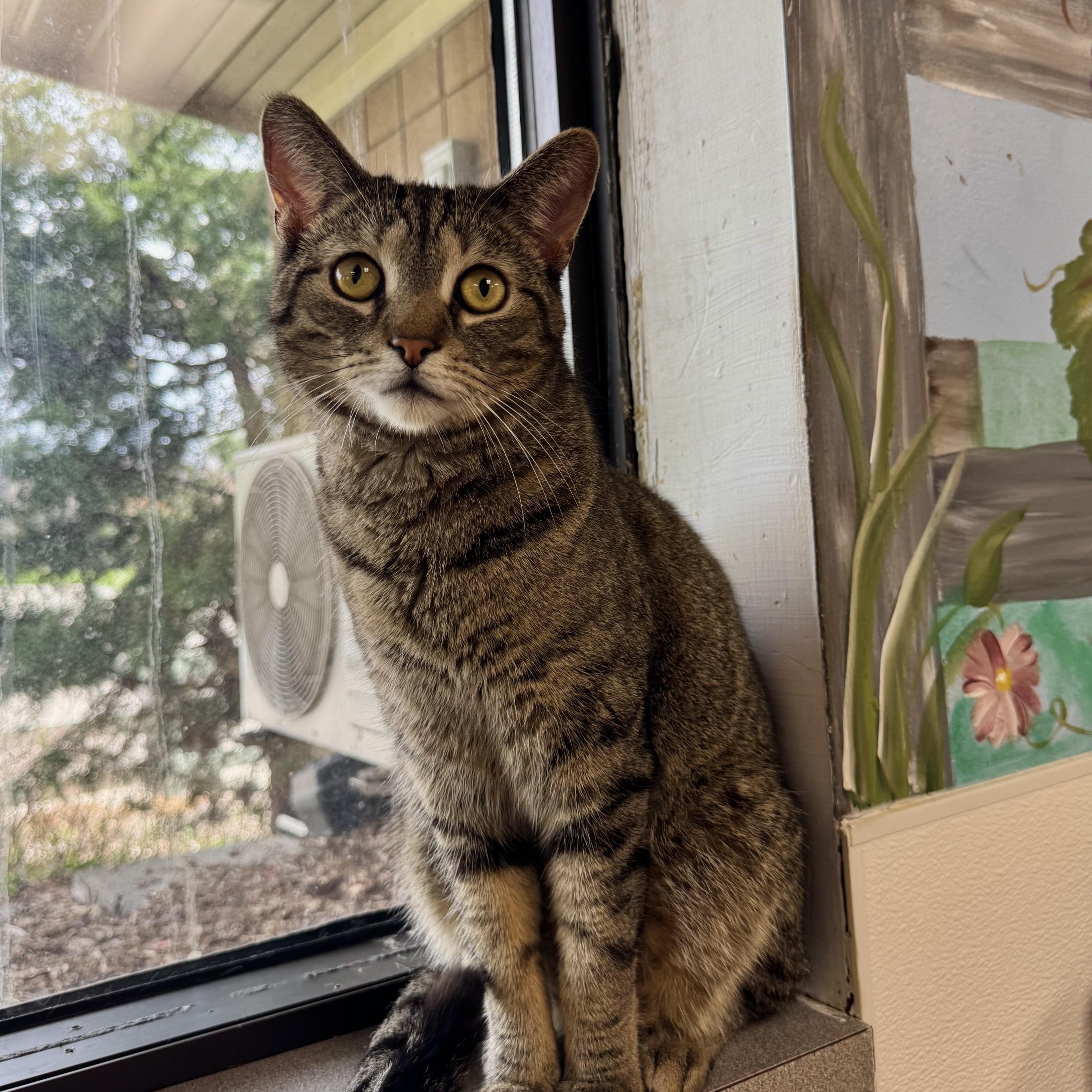 Mario, Adoptable, Adult Male Domestic Short Hair.