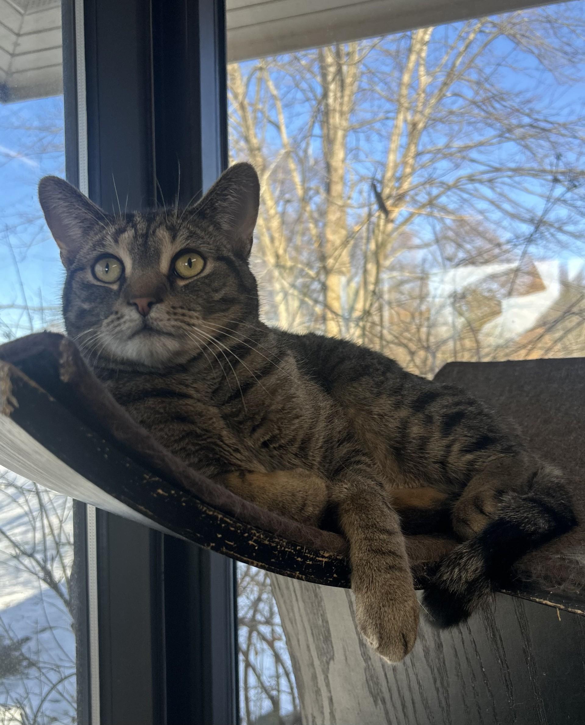 Mario, a Adoptable mixed breed in Battle Creek, MI image 6/6
