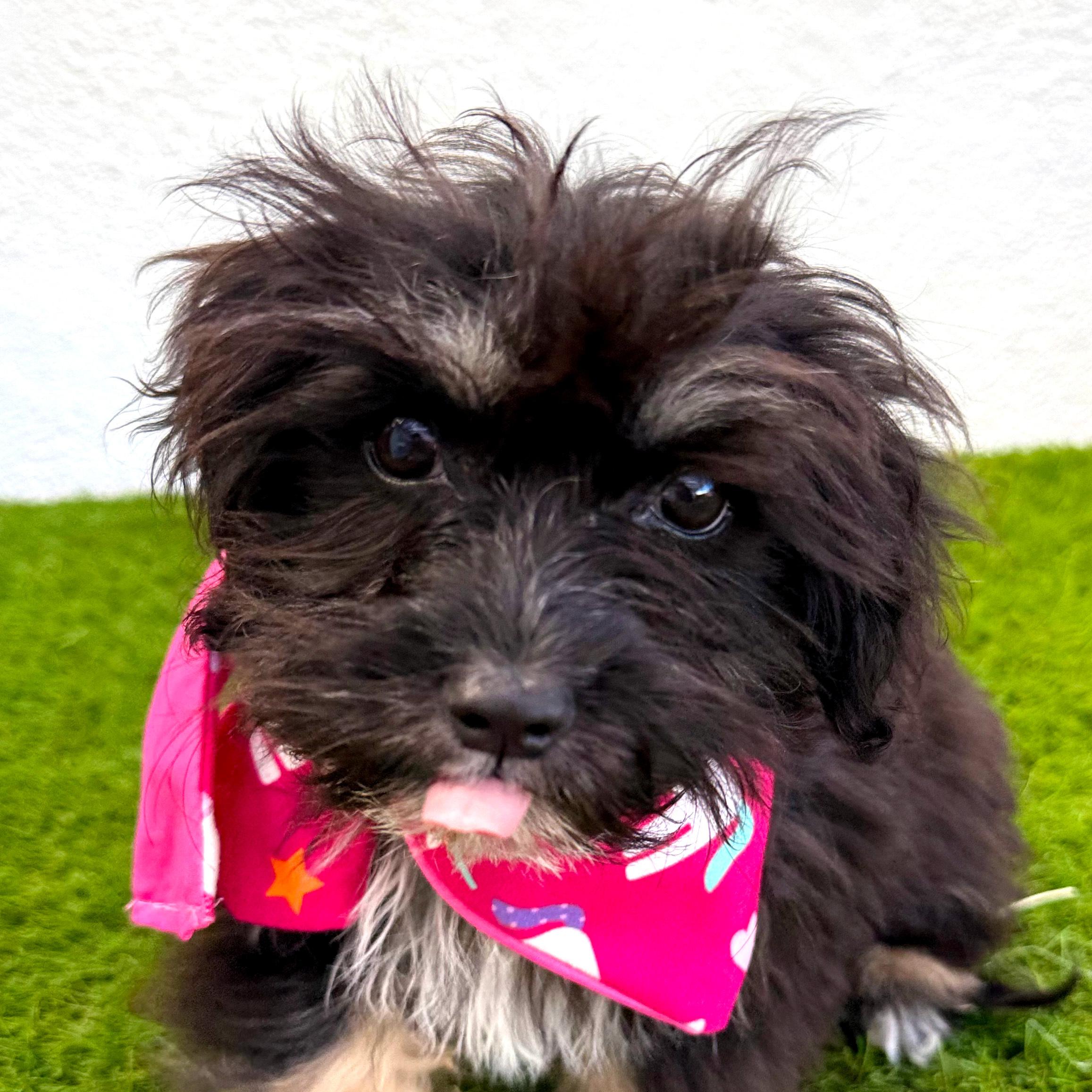 Enlarge TINY BEAN, an adopted mixed breed in La Jolla, CA image 3/6