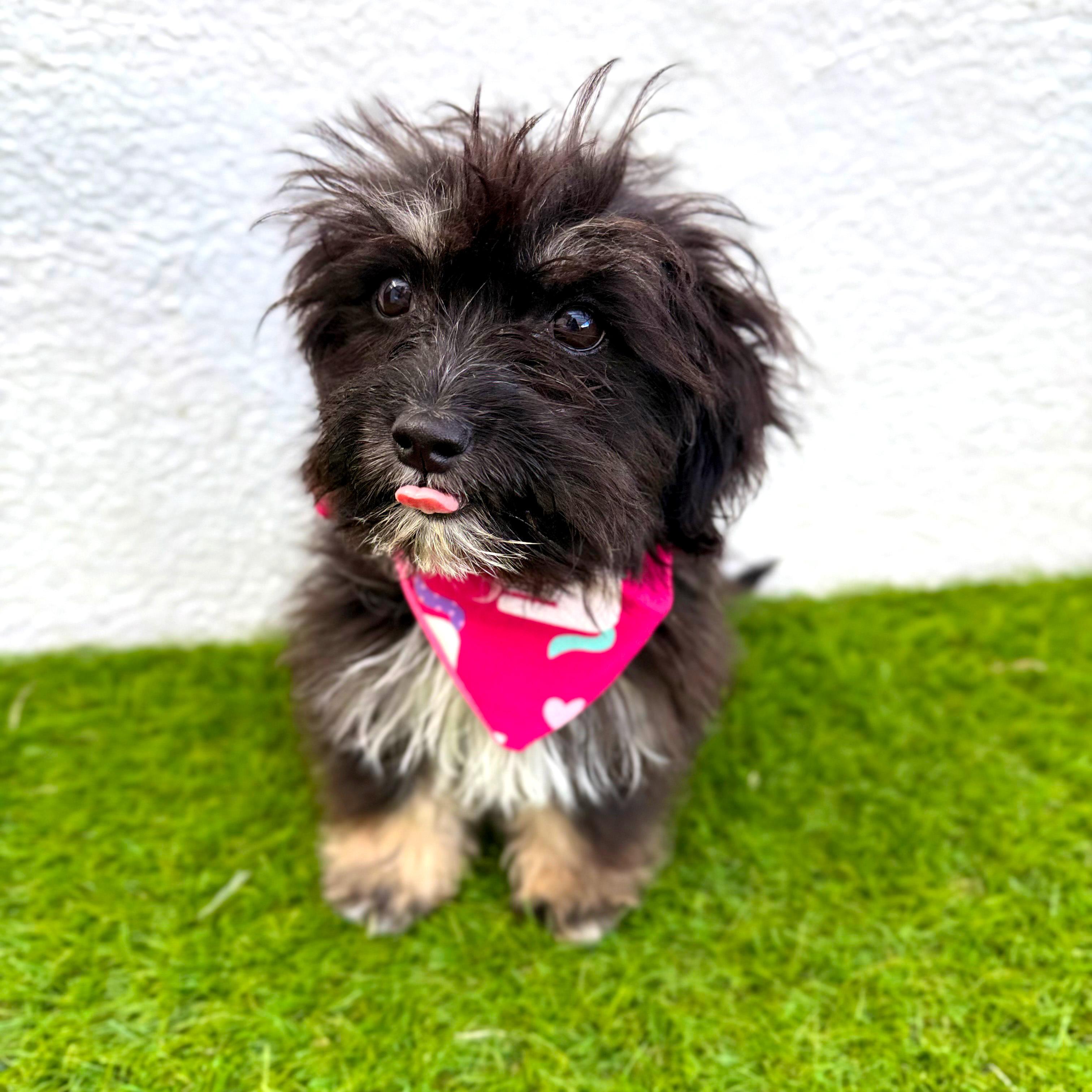 Enlarge TINY BEAN, an adopted mixed breed in La Jolla, CA image 1/6