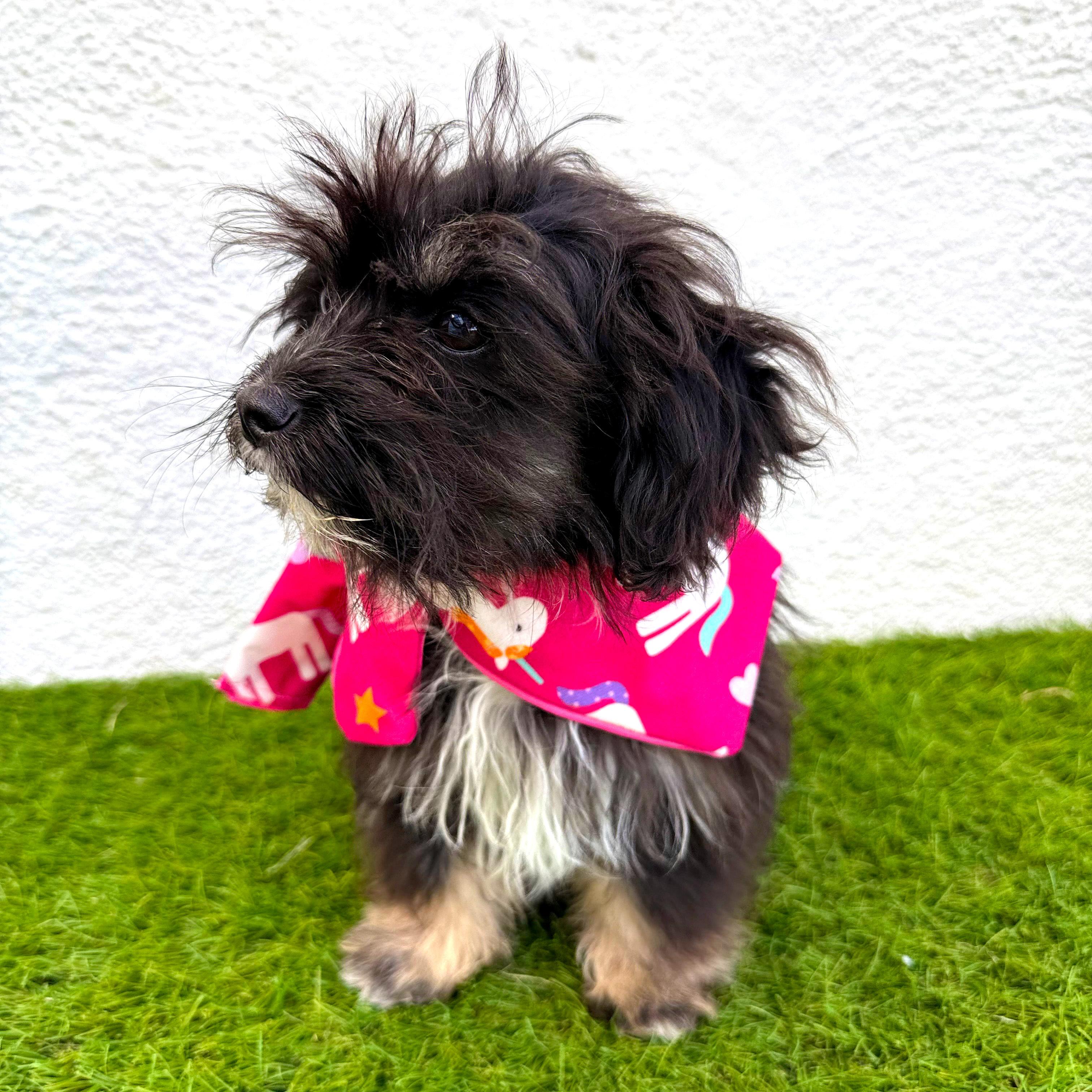 Enlarge TINY BEAN, an adopted mixed breed in La Jolla, CA image 5/6