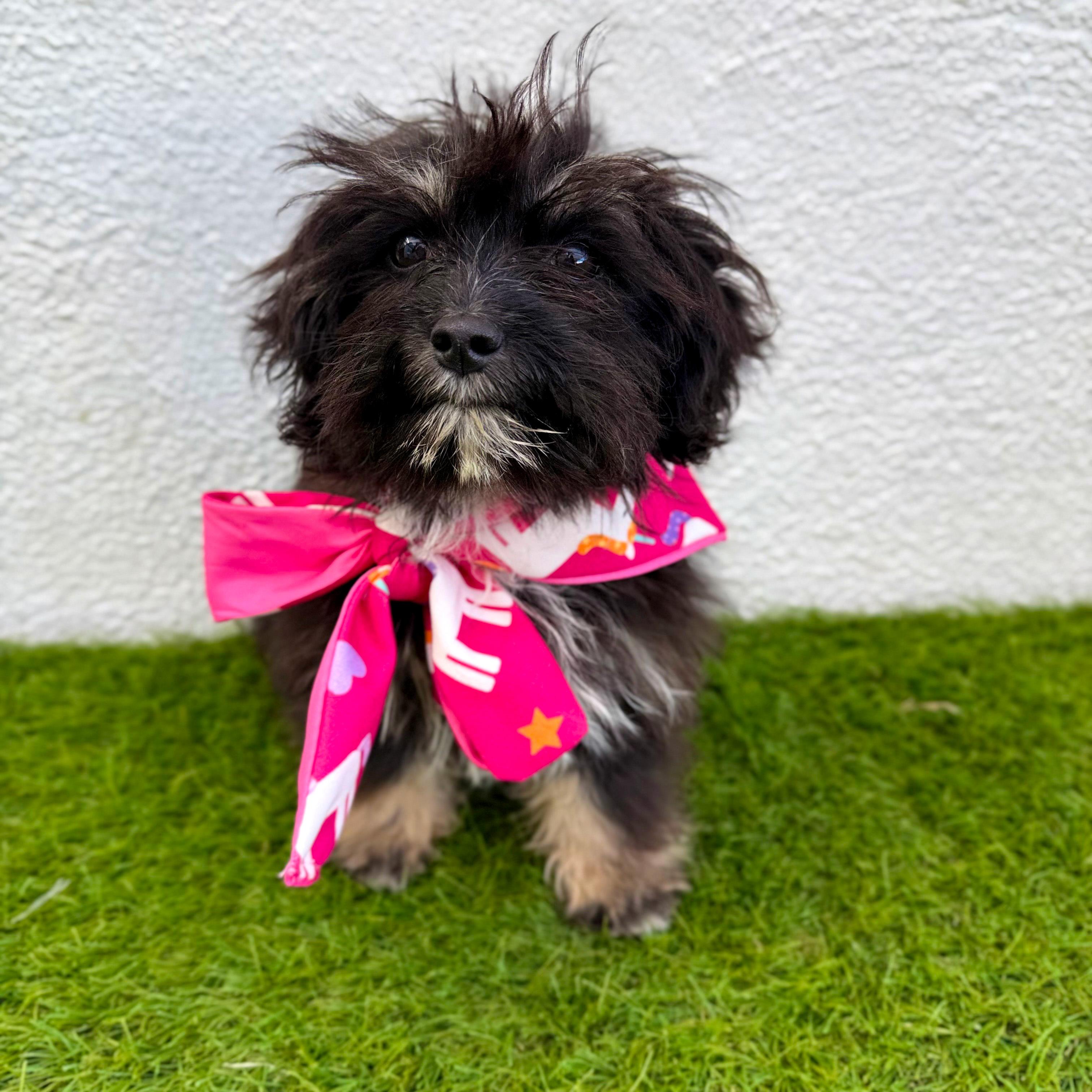 Enlarge TINY BEAN, an adopted mixed breed in La Jolla, CA image 4/6