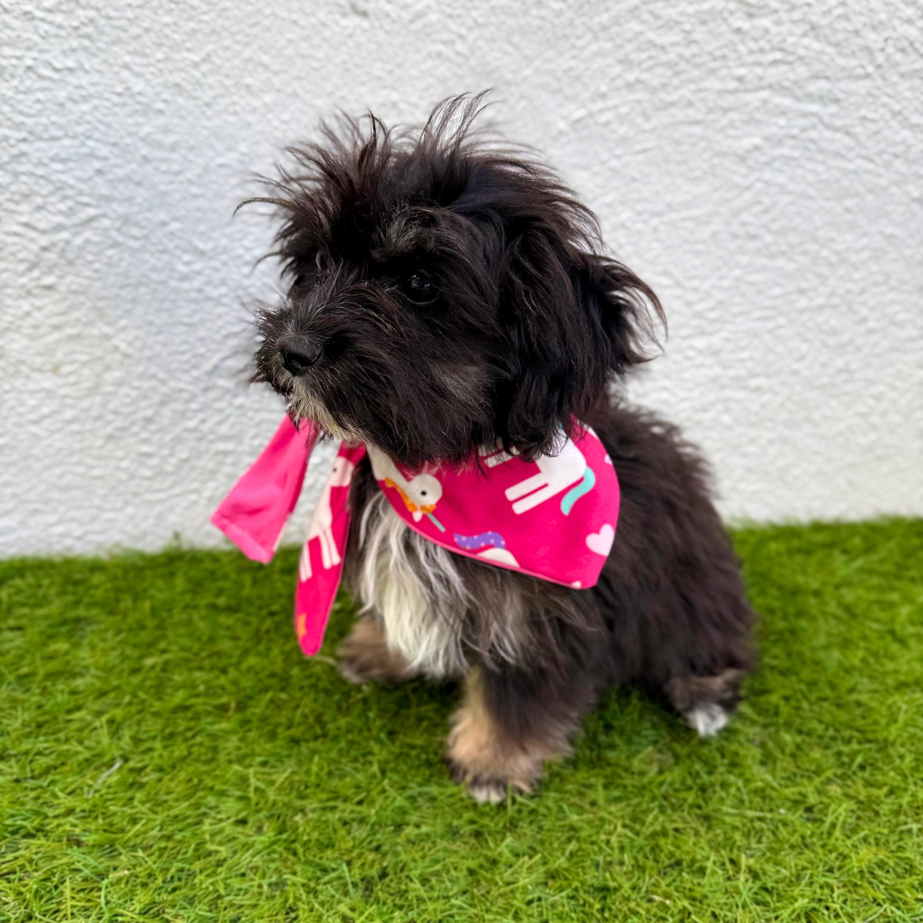 Enlarge TINY BEAN, an adopted mixed breed in La Jolla, CA image 6/6
