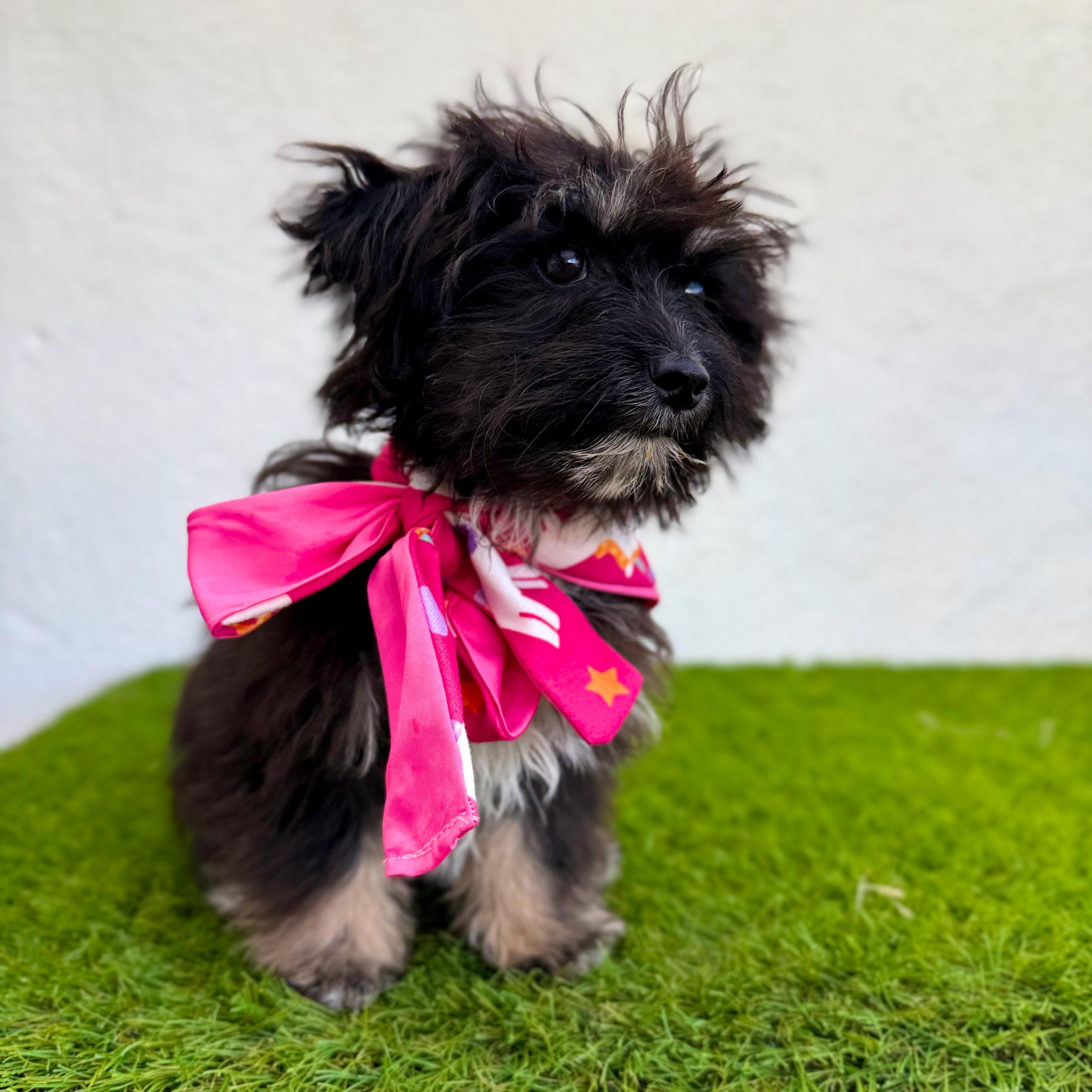 Enlarge TINY BEAN, an adopted mixed breed in La Jolla, CA image 2/6