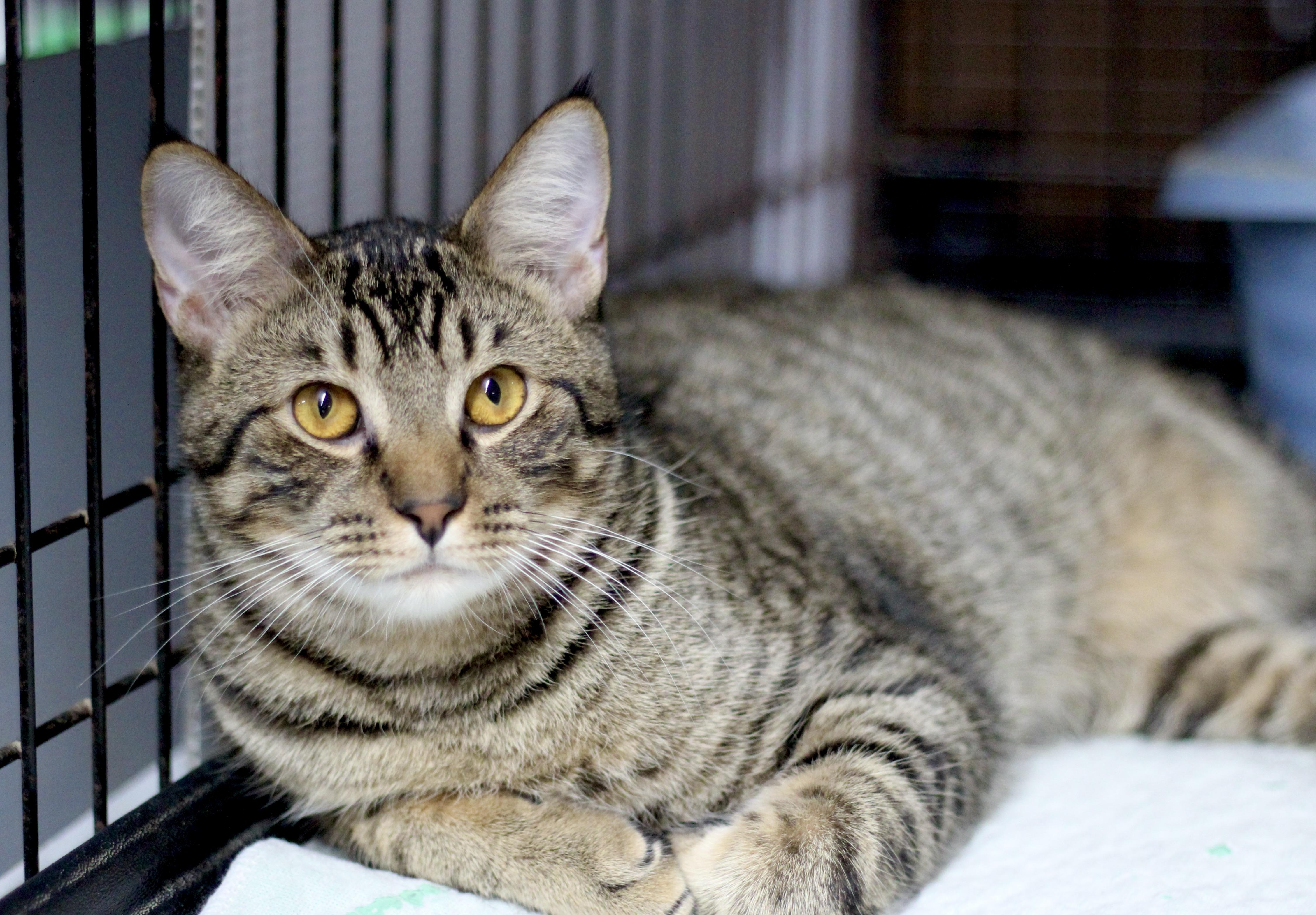 Enlarge Hogan, a ADOPTABLE Domestic Short Hair in Avon, OH image 2/2