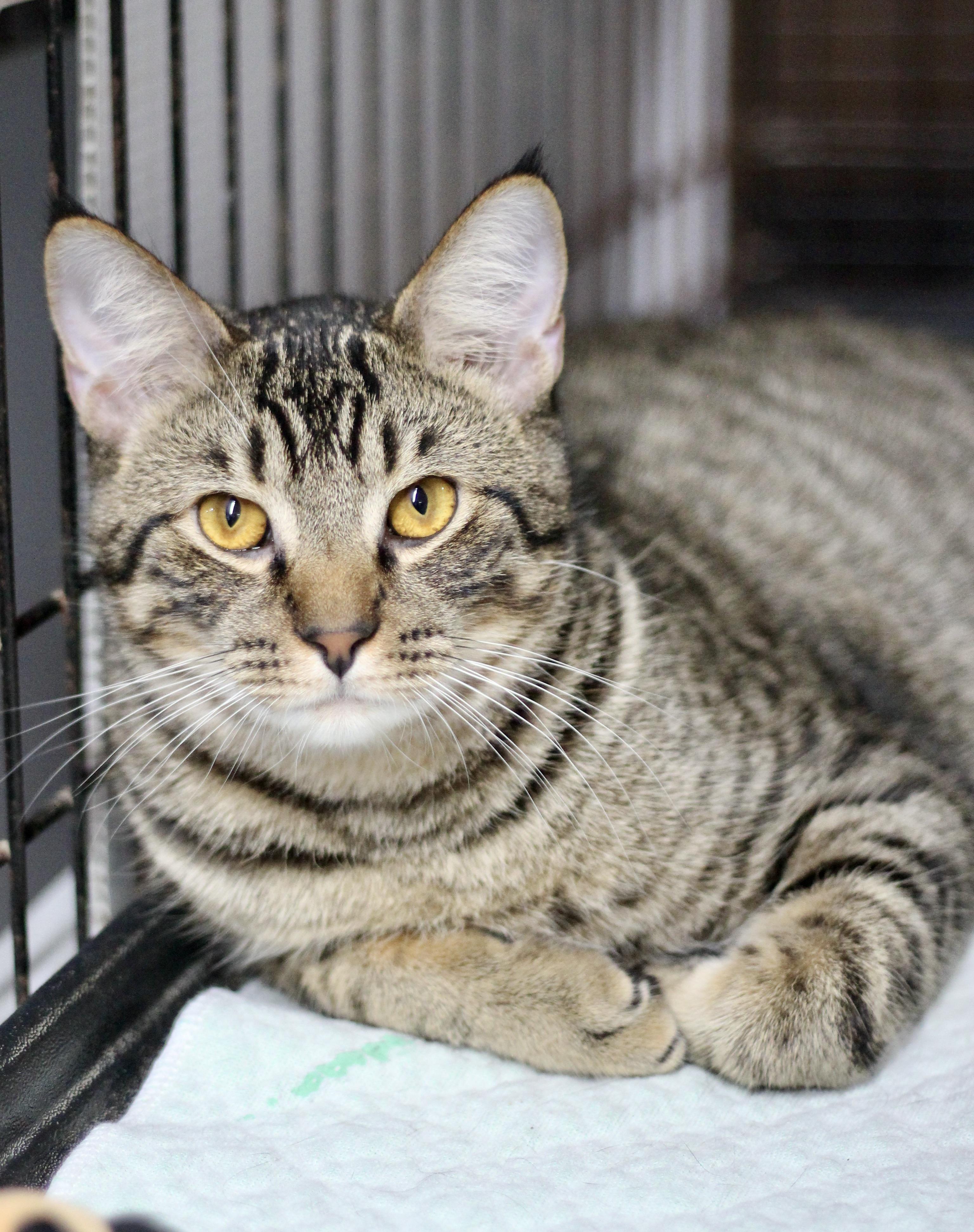 Enlarge Hogan, a ADOPTABLE Domestic Short Hair in Avon, OH image 1/2