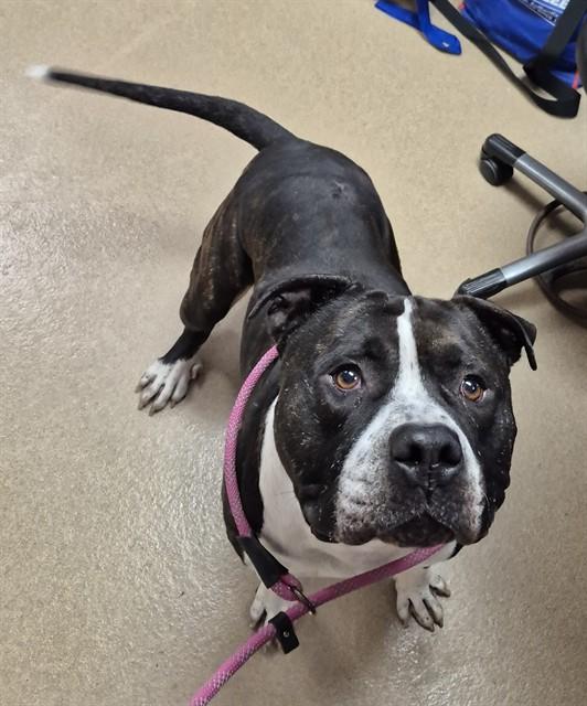 MEATHEAD, Adoptable, Adult Male Pit Bull Terrier.