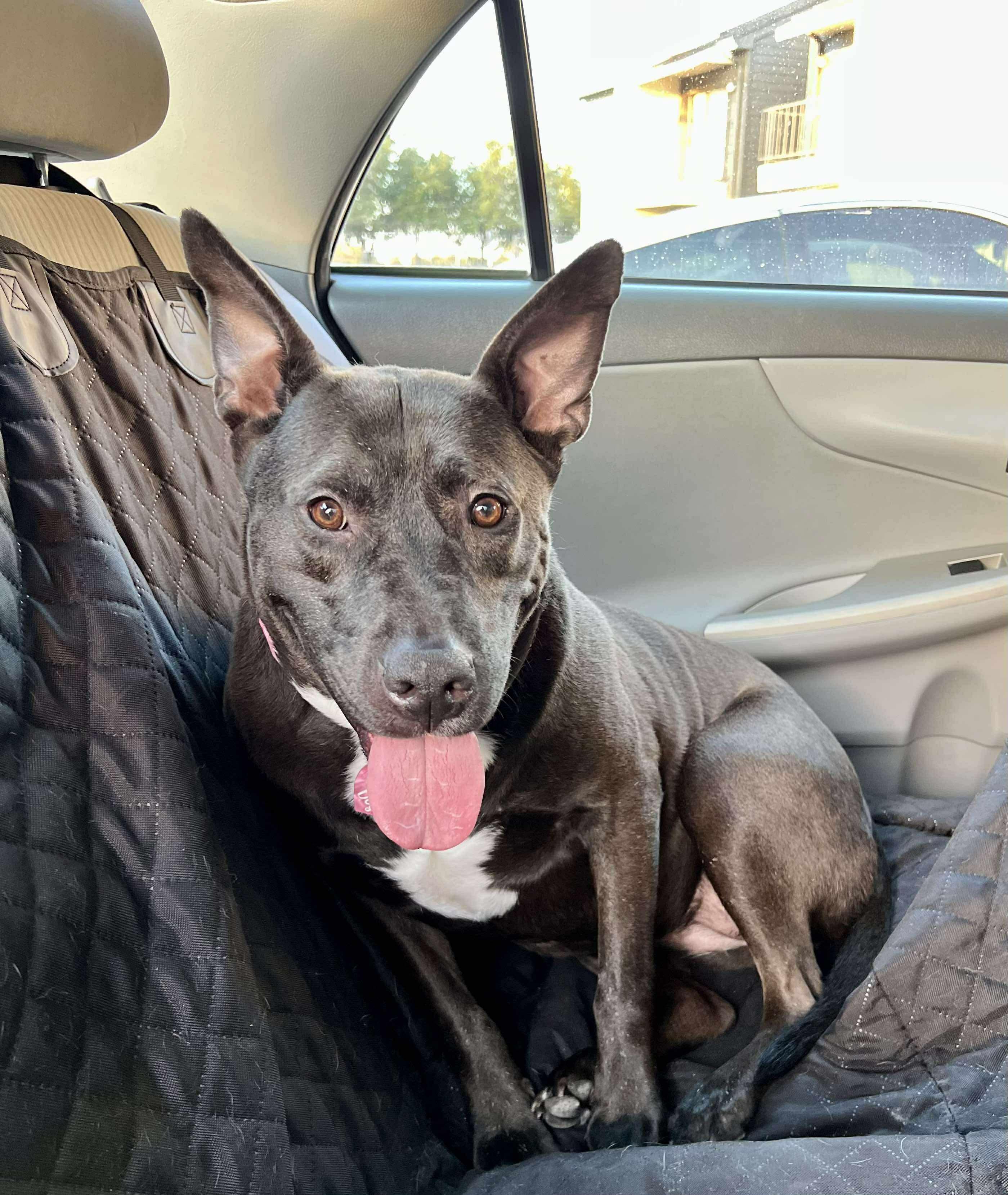 Enlarge Chloe, a Adoptable mixed breed in Portland, OR image 6/6