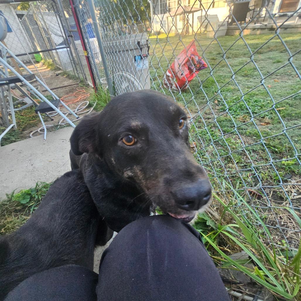Boomer, Adoptable, Senior Male Border Collie.