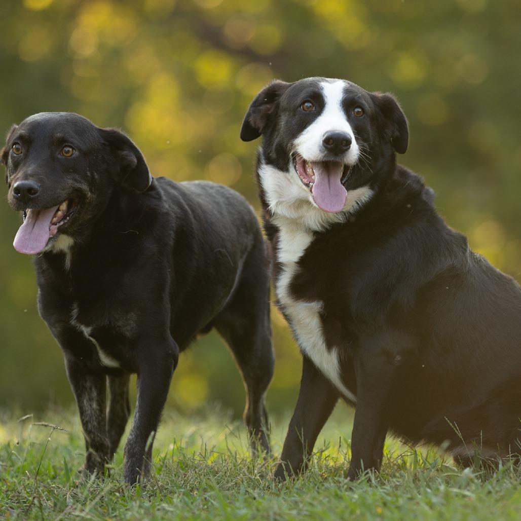 Enlarge Boomer, a Adoptable mixed breed in Rossville, GA image 2/6