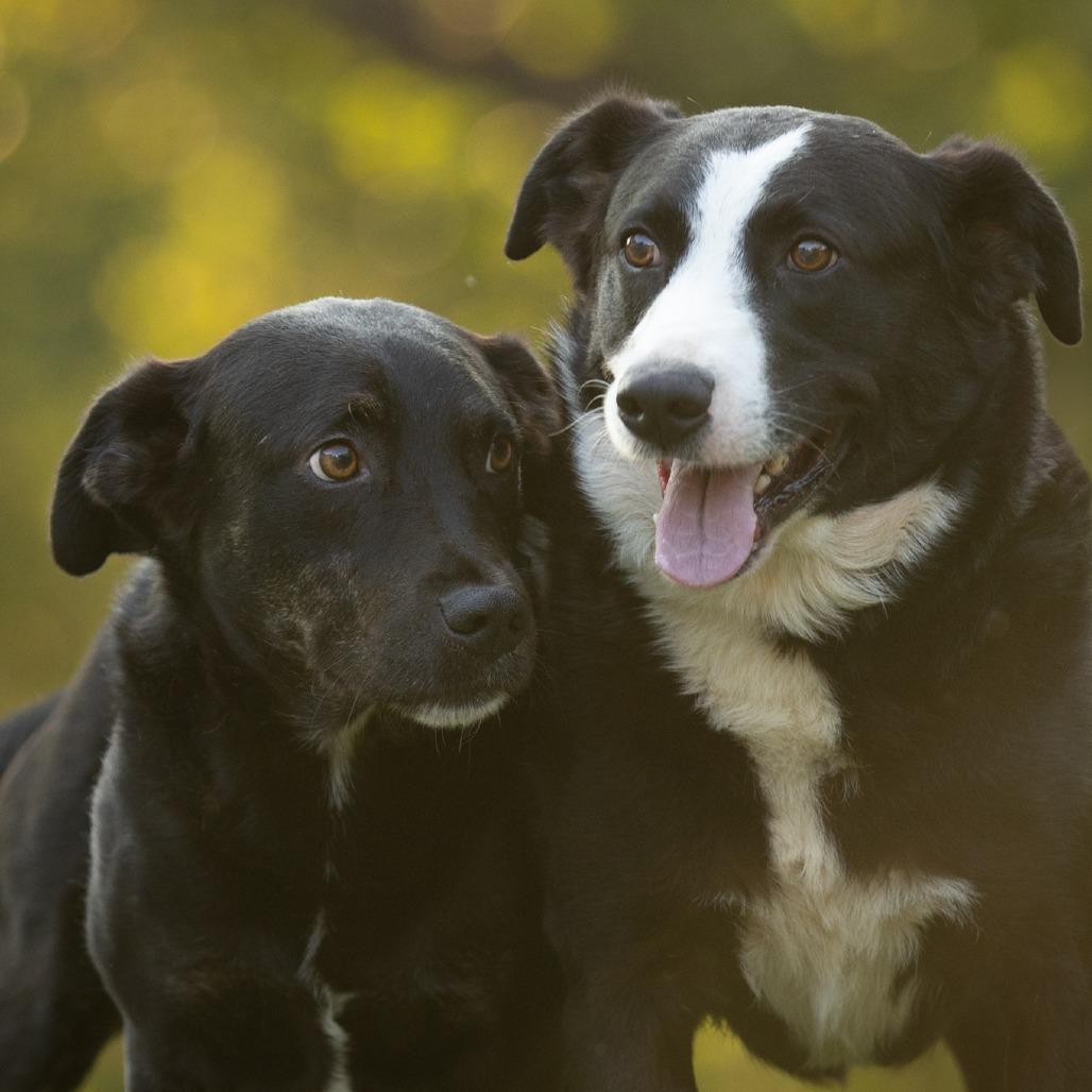 Enlarge Boomer, a Adoptable mixed breed in Rossville, GA image 3/6