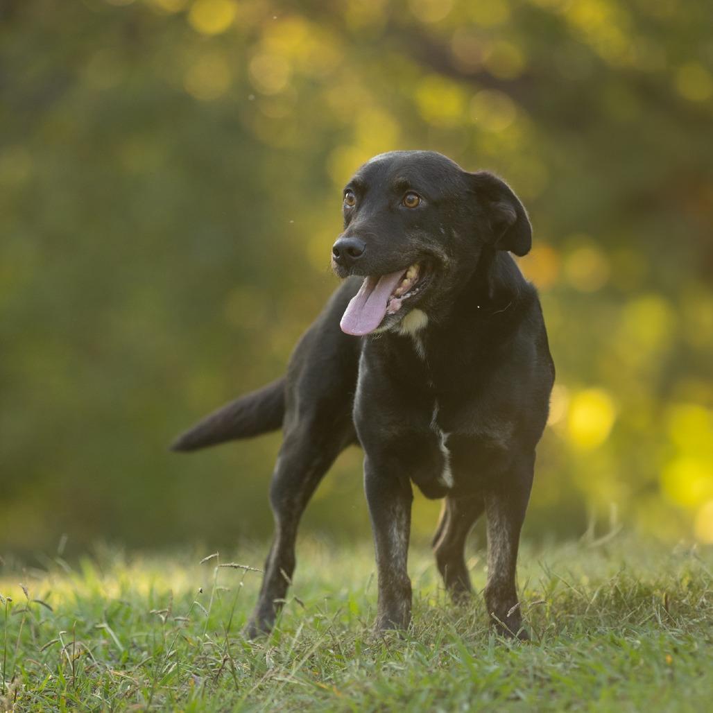 Enlarge Boomer, a Adoptable mixed breed in Rossville, GA image 4/6