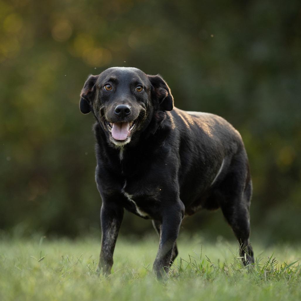 Enlarge Boomer, a Adoptable mixed breed in Rossville, GA image 5/6