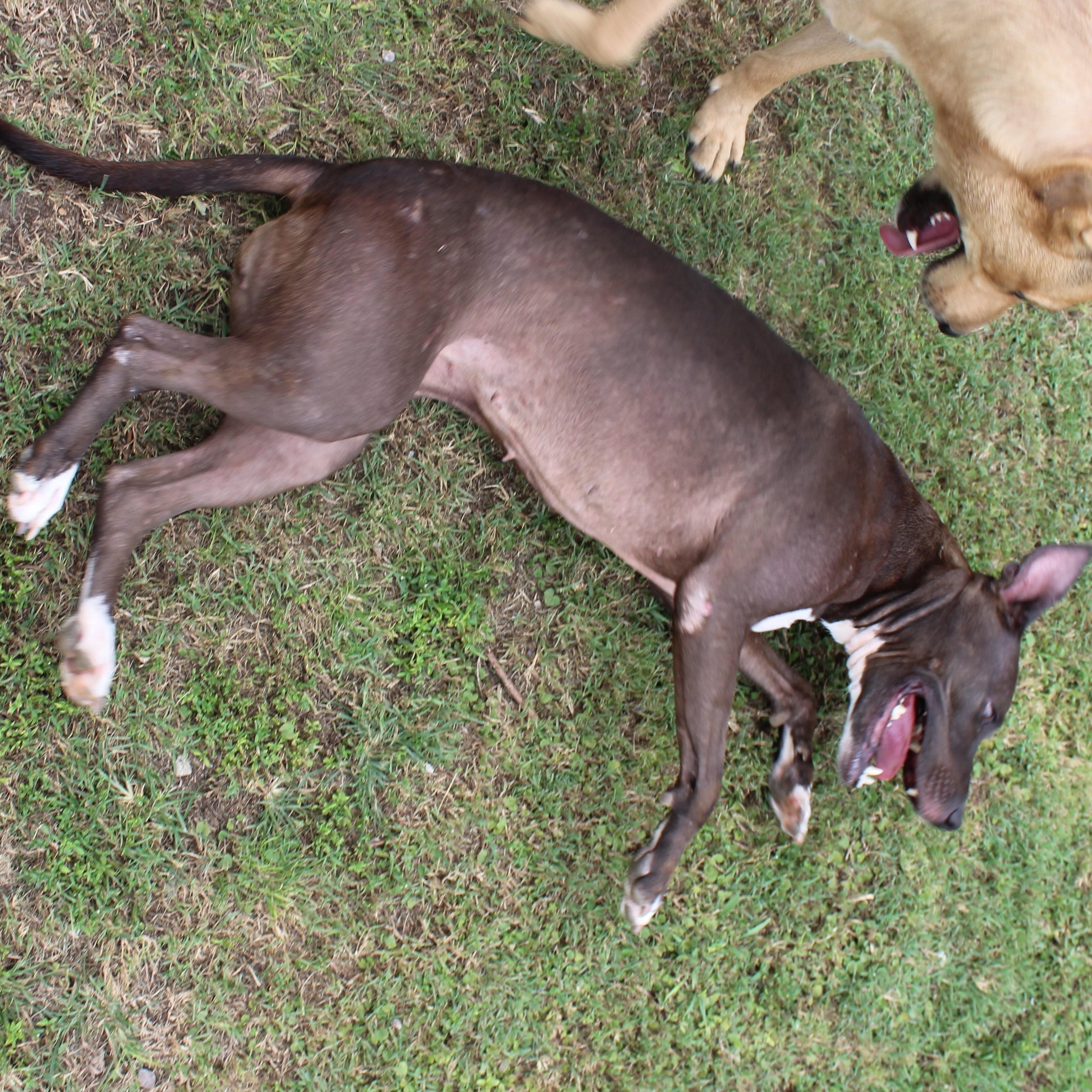 Whiskey, a Adoptable mixed breed in Ransomville, NY image 2/6