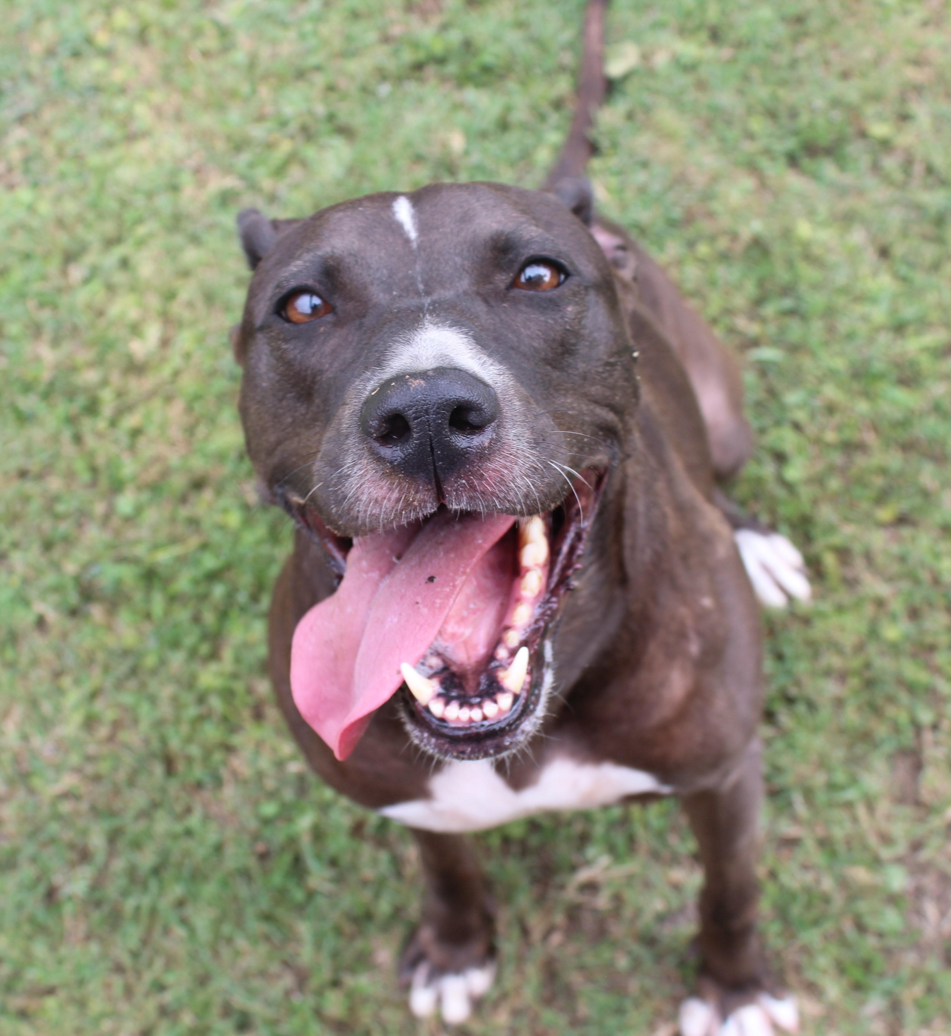 Whiskey, a Adoptable mixed breed in Ransomville, NY image 6/6