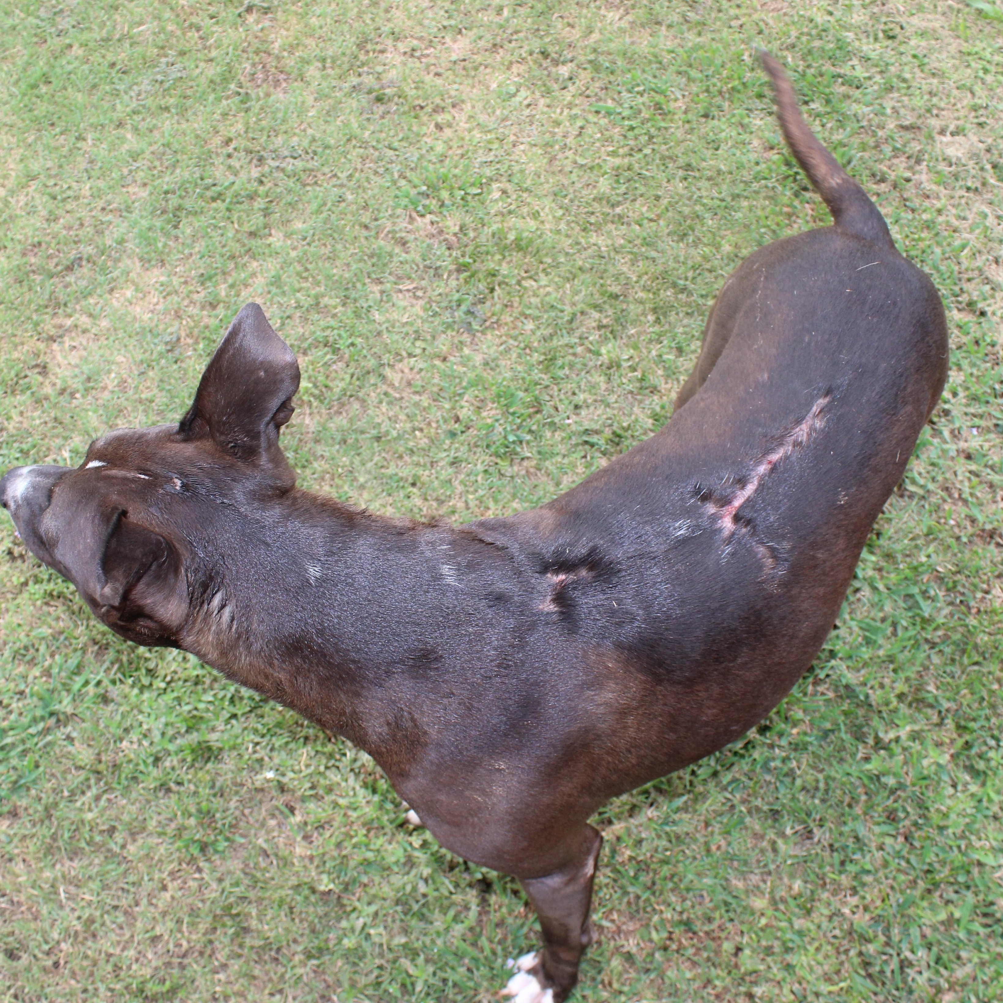 Whiskey, a Adoptable mixed breed in Ransomville, NY image 3/6