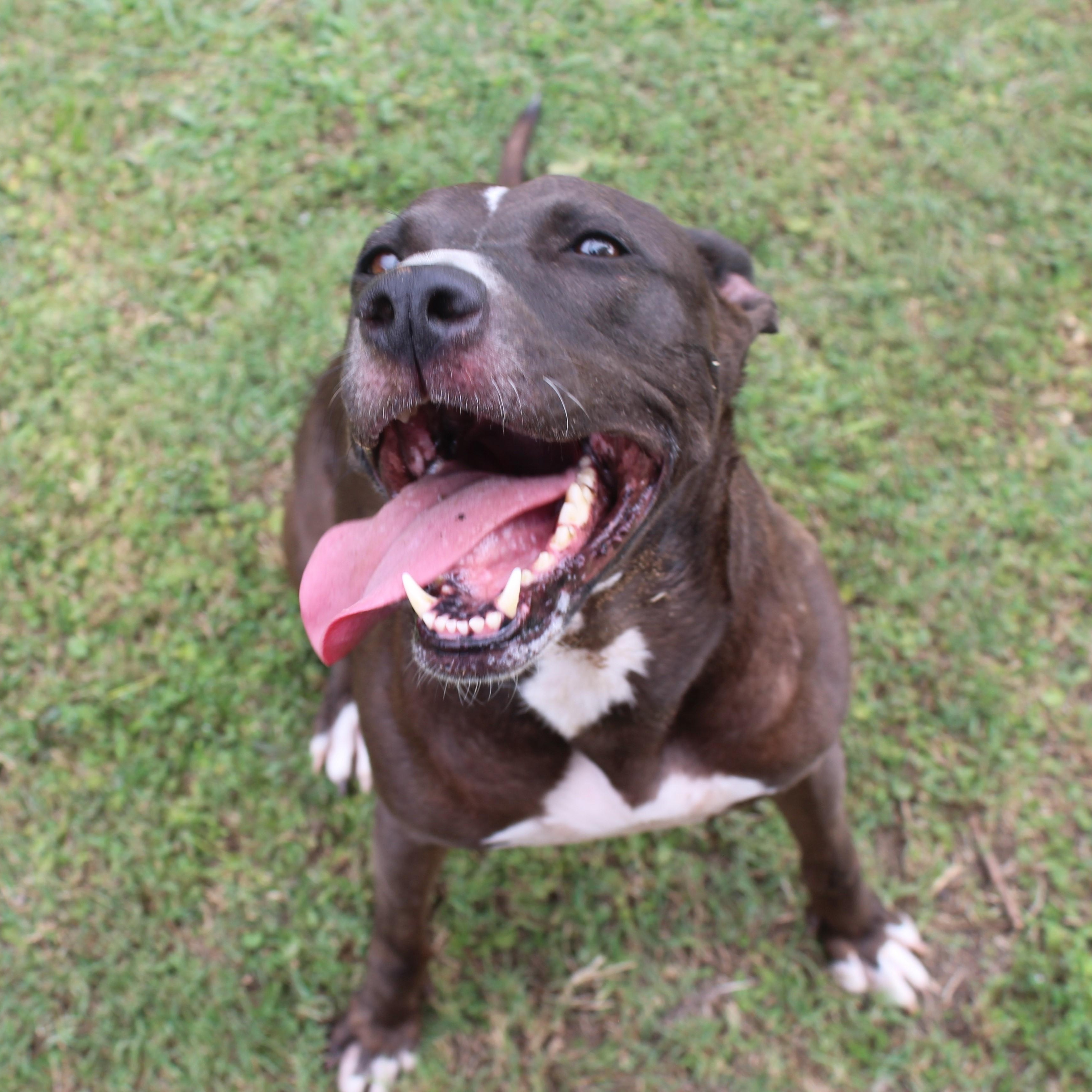 Whiskey, a Adoptable mixed breed in Ransomville, NY image 5/6