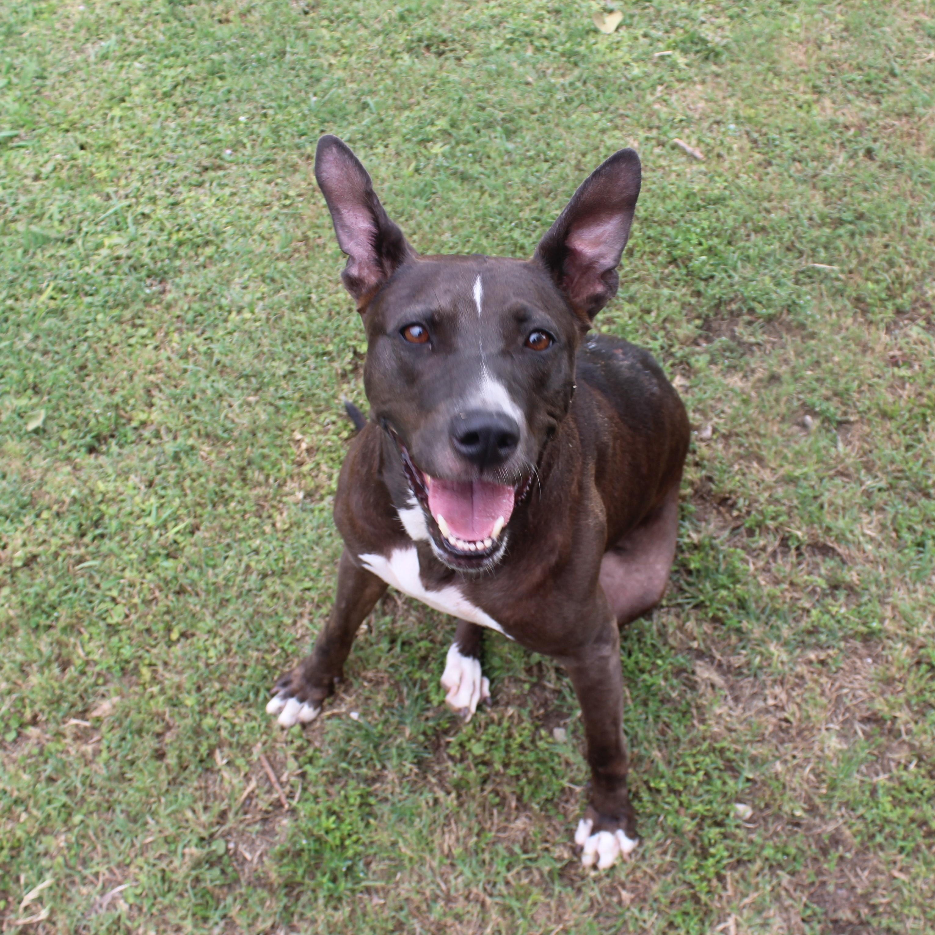 Whiskey, a Adoptable mixed breed in Ransomville, NY image 1/6