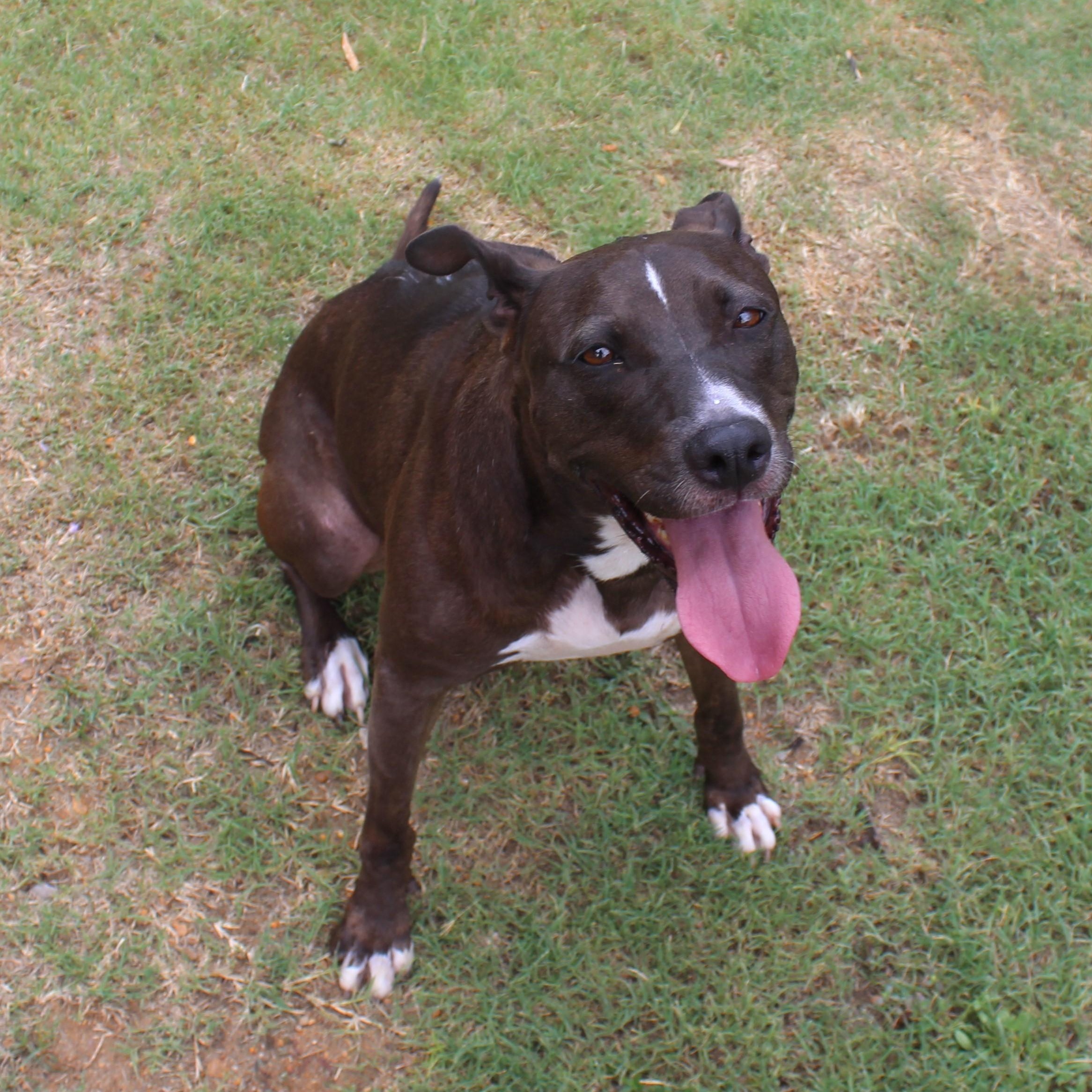 Whiskey, a Adoptable mixed breed in Ransomville, NY image 4/6