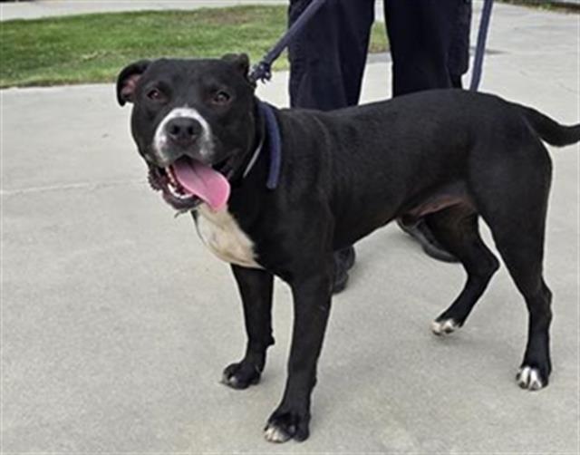 LARS, Adoptable, Adult Male Pit Bull Terrier.