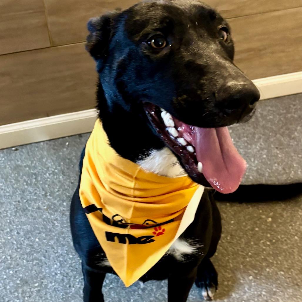 Mars, Adoptable, Young Male Shepherd & Mixed Breed.