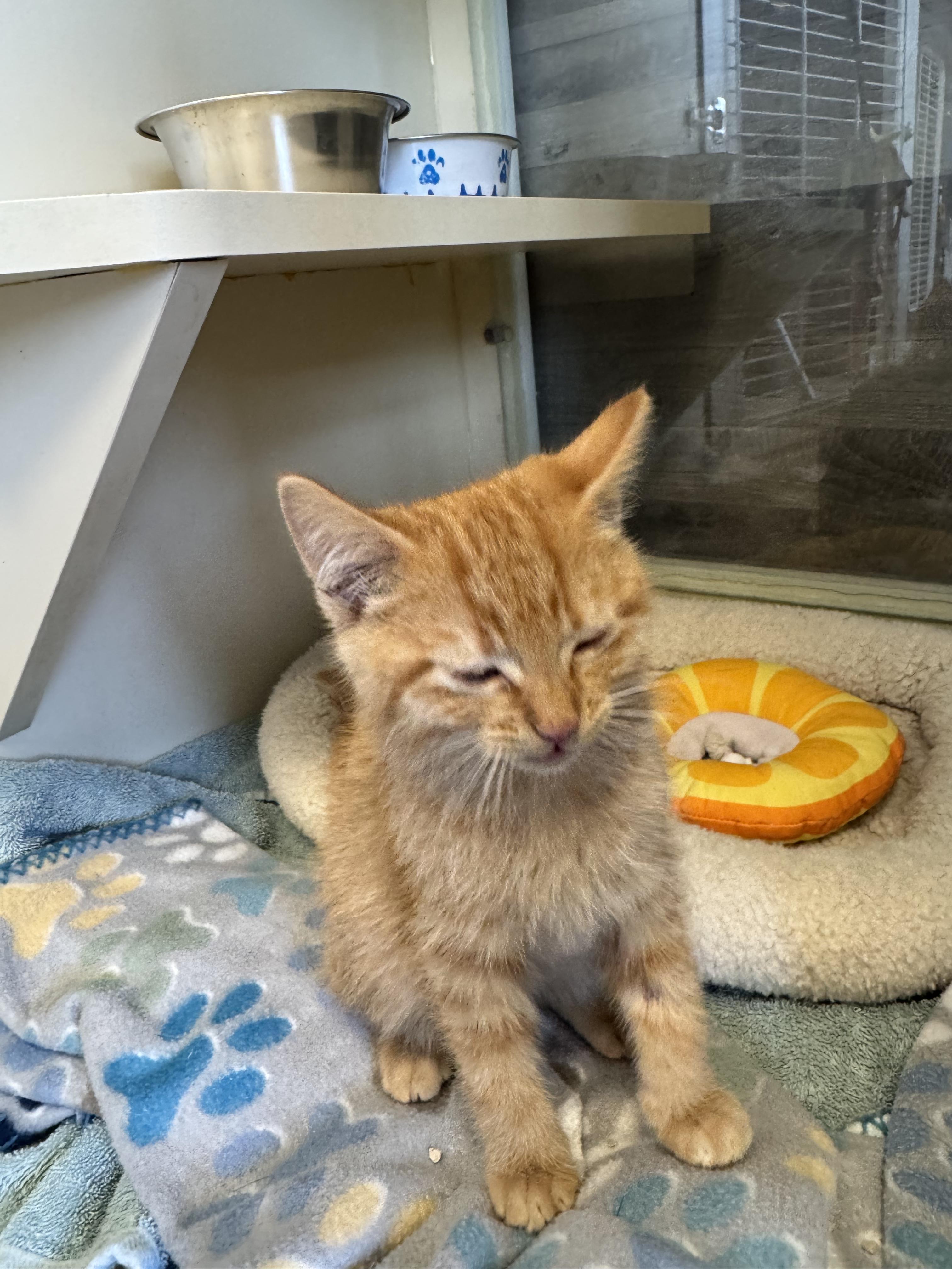 Enlarge Fang, an adopted mixed breed in Buena Vista, CO image 2/2