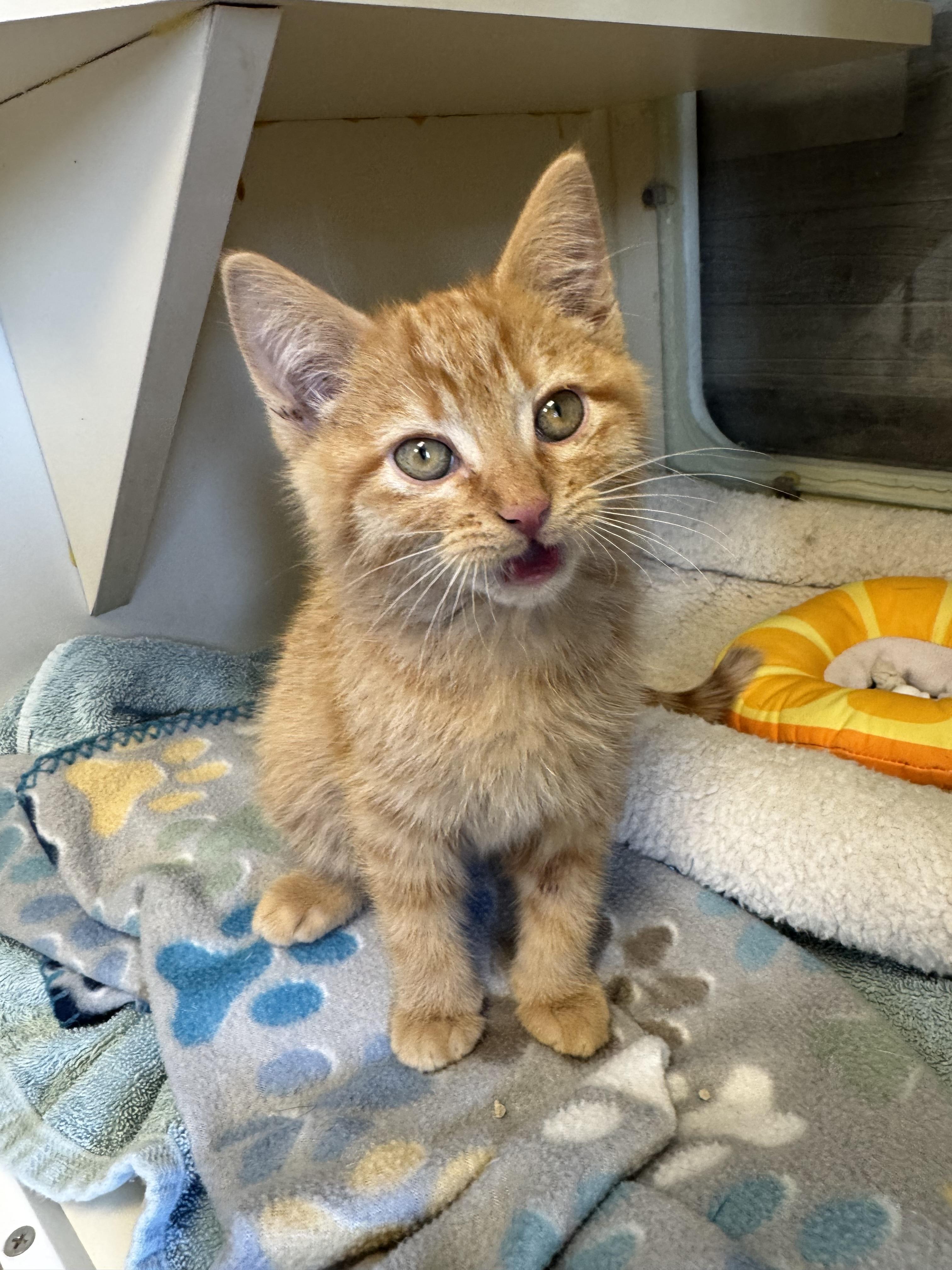 Enlarge Fang, an adopted mixed breed in Buena Vista, CO image 1/2