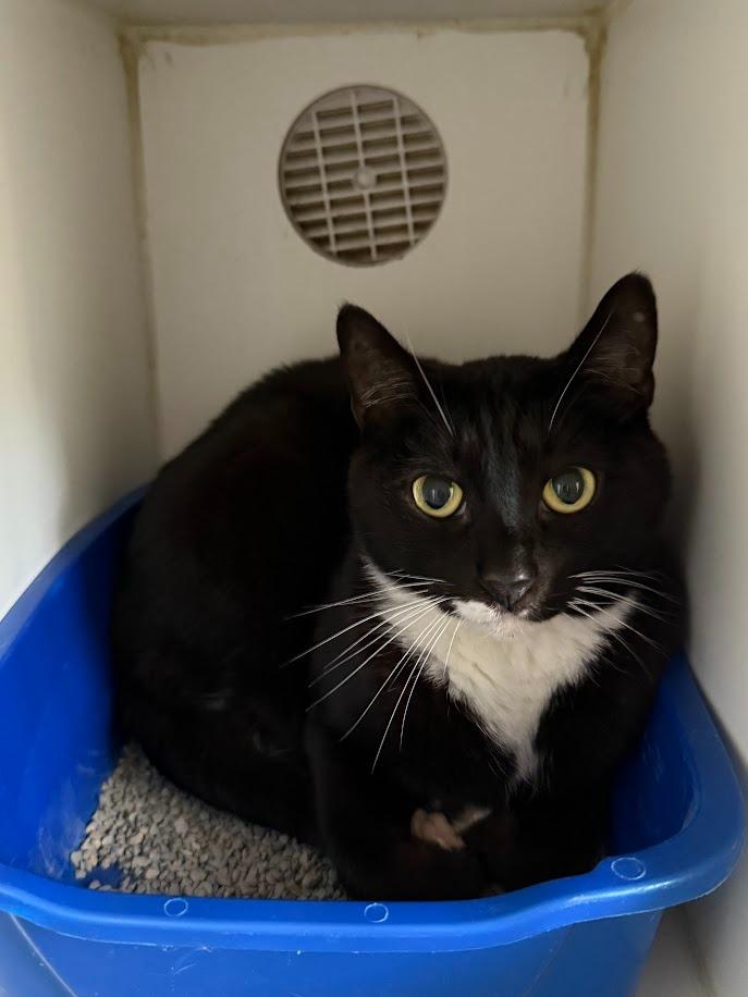 Abigail, Adoptable, Senior Female Domestic Short Hair.