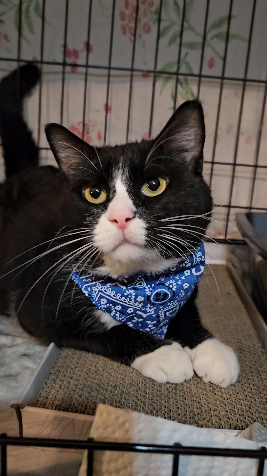 JACKPOT N ~ Best Friend!, a Adoptable American Shorthair in New York, NY image 3/6