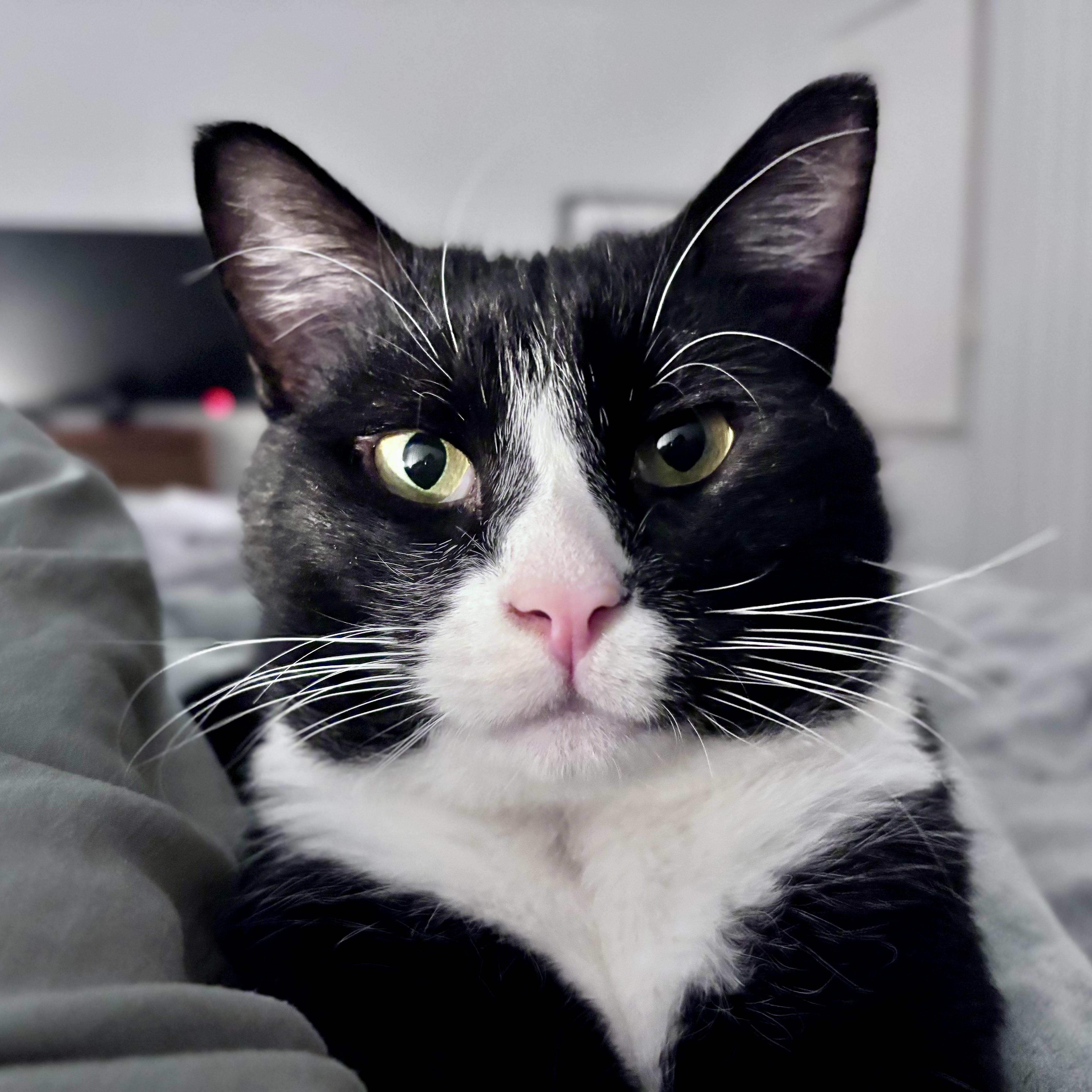 JACKPOT N ~ Best Friend!, a Adoptable American Shorthair in New York, NY image 6/6