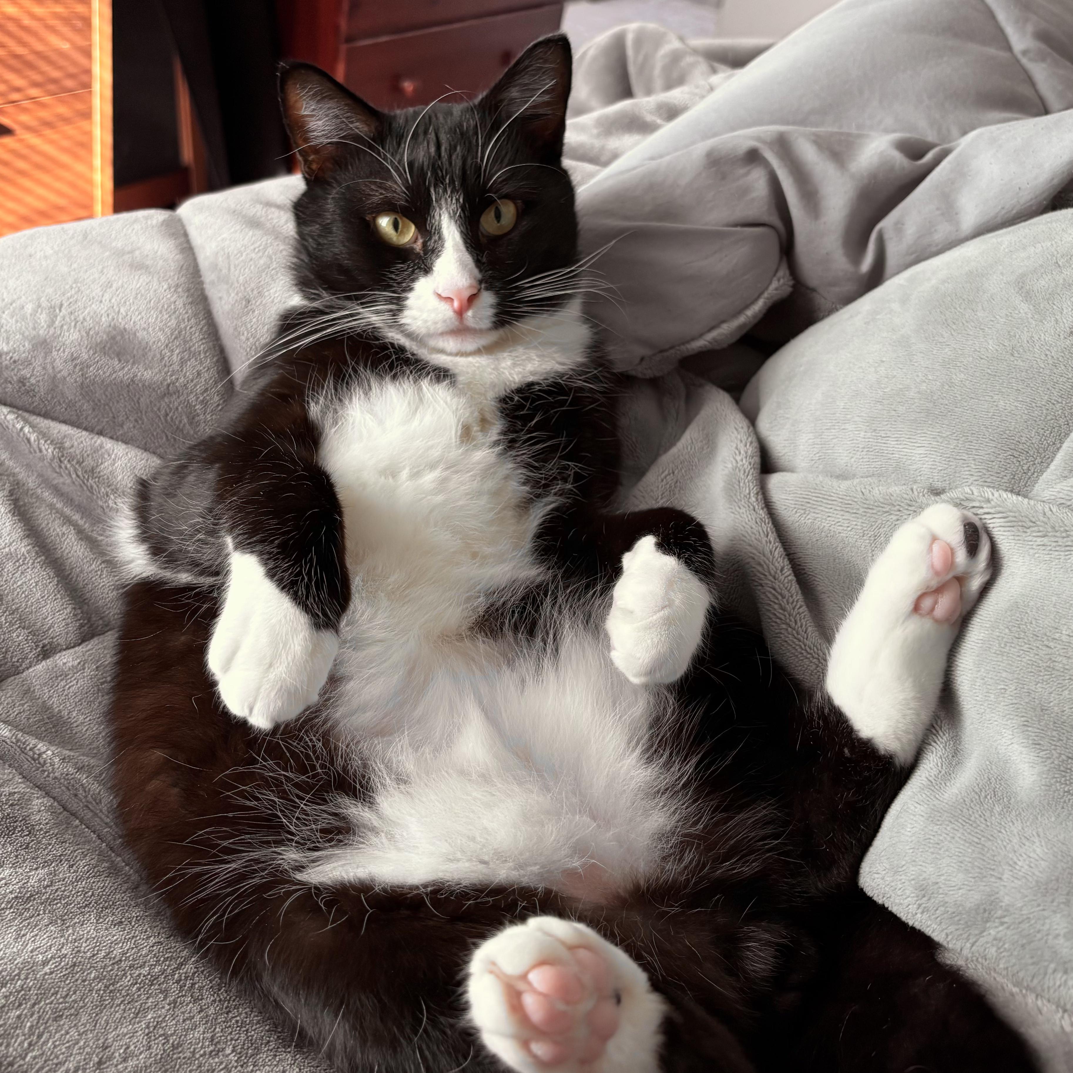 JACKPOT N ~ Best Friend!, a Adoptable American Shorthair in New York, NY image 5/6