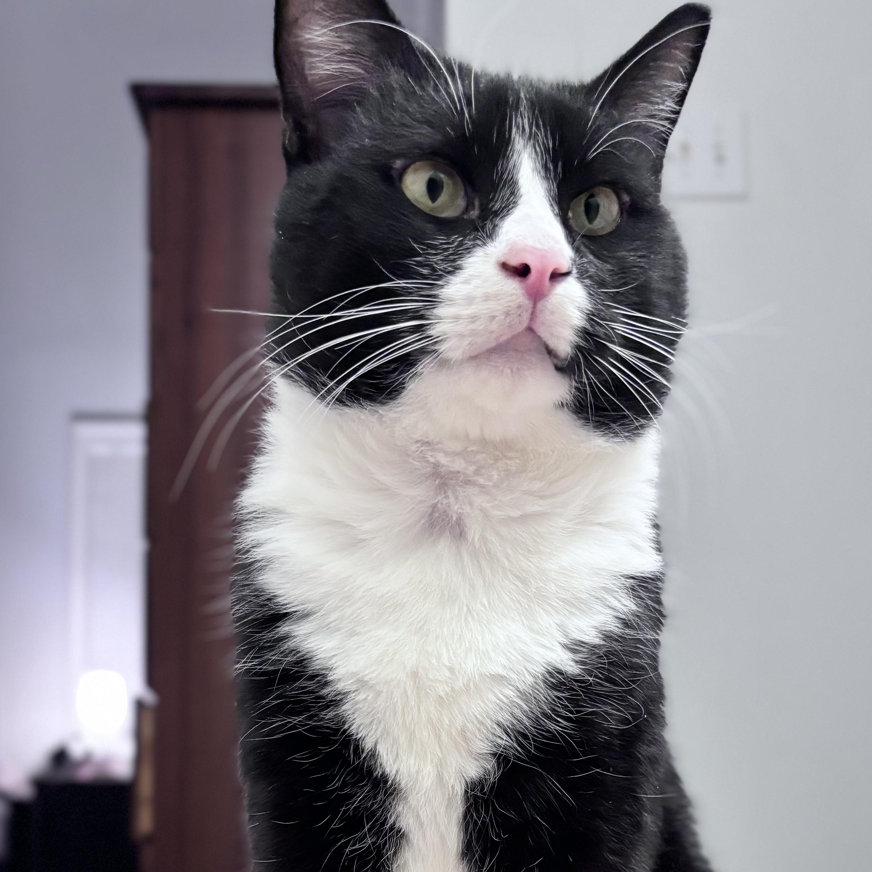 JACKPOT N ~ Best Friend!, a Adoptable American Shorthair in New York, NY image 1/6