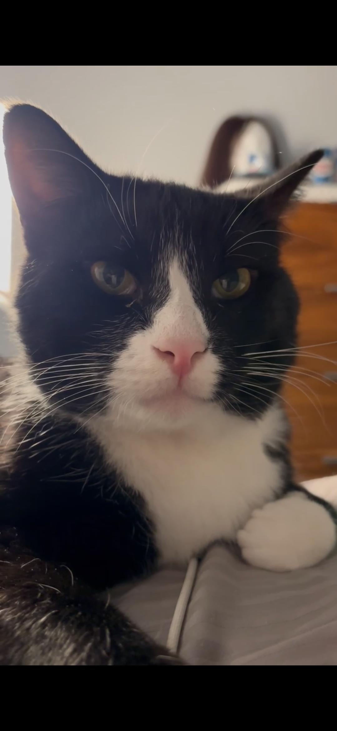 JACKPOT N ~ Best Friend!, a Adoptable American Shorthair in New York, NY image 2/6